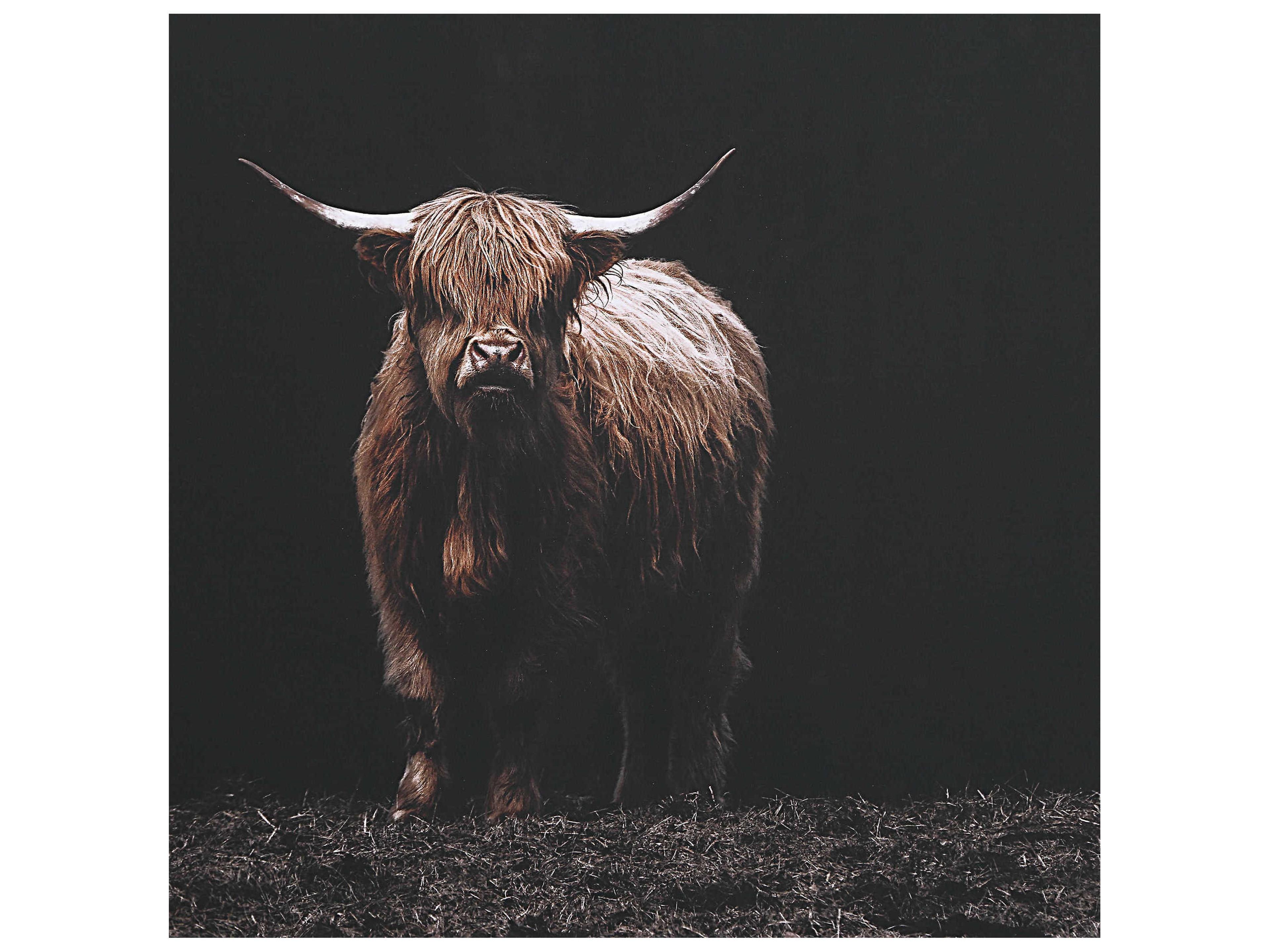 Uttermost King Of The Hill Framed Bovine Print