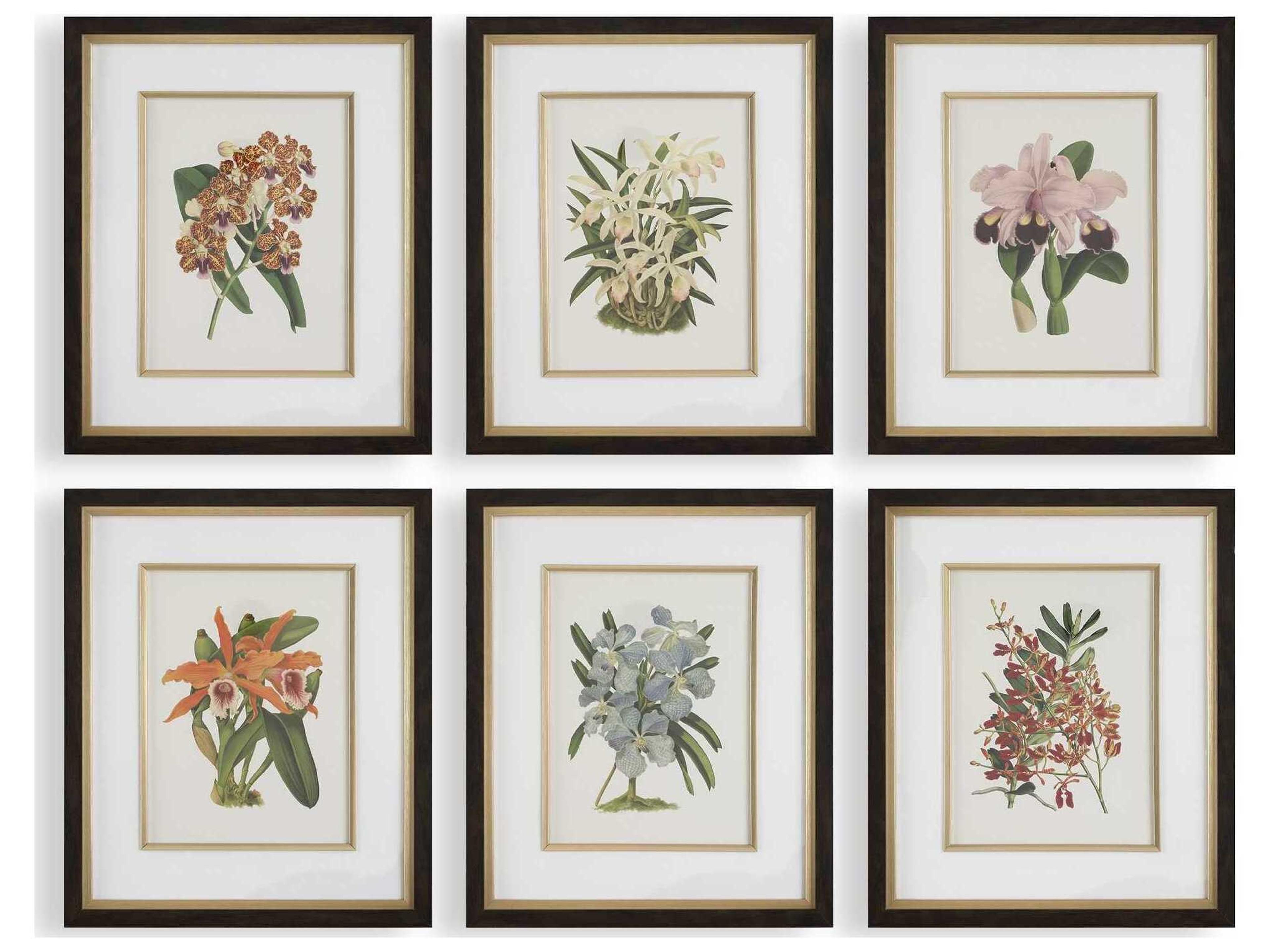Orchid Botanical Framed Prints Set of 6