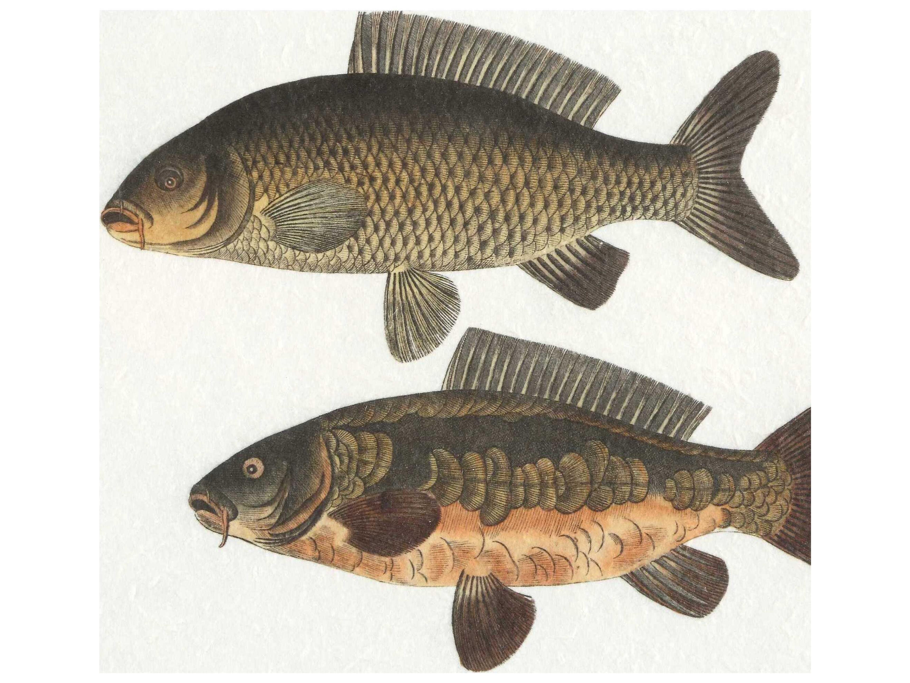 Uttermost The Catch Framed Fish Prints Set of 2