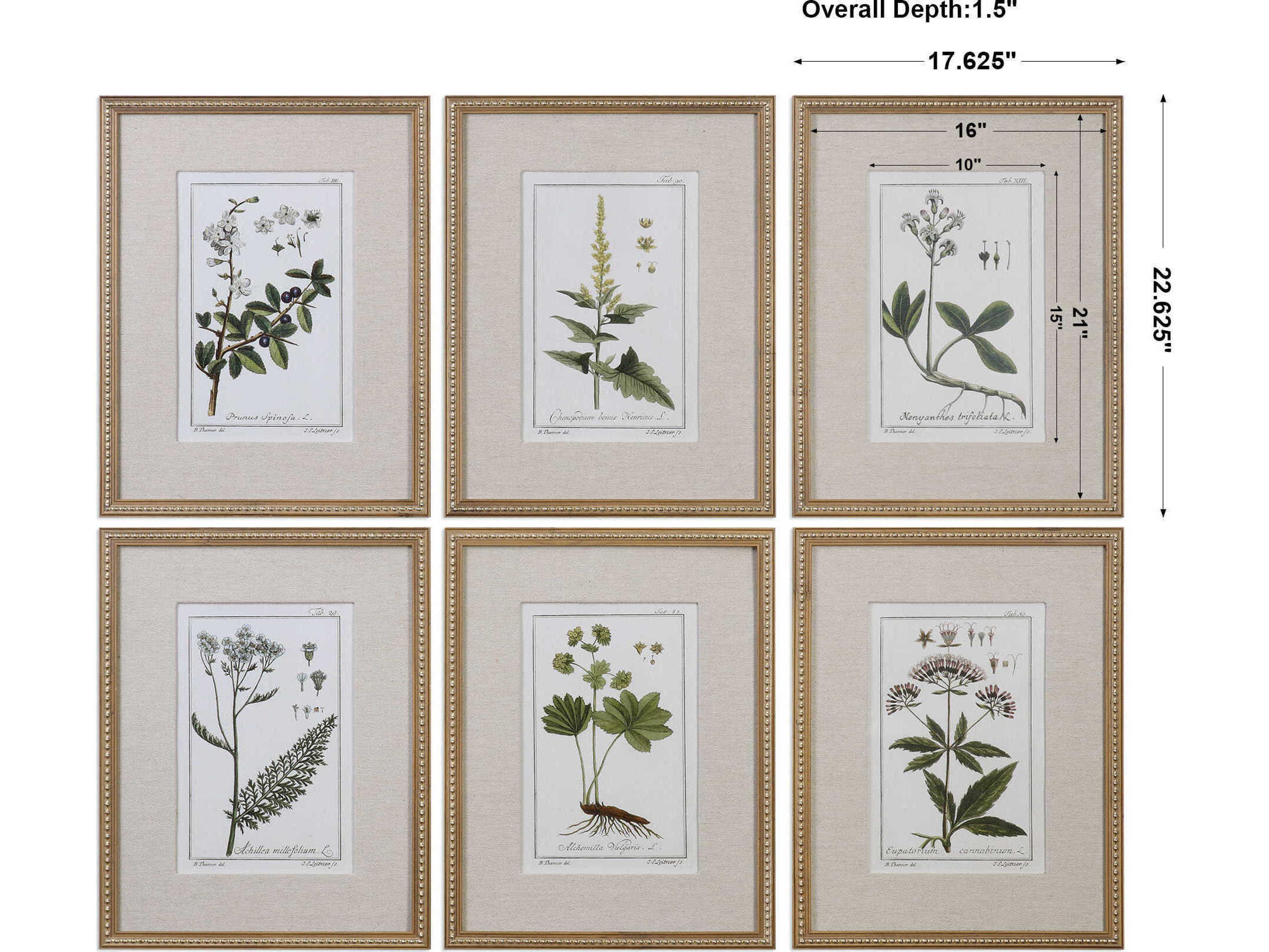 Uttermost Grace Feyock Green Floral Botanical Study Prints Set of 6
