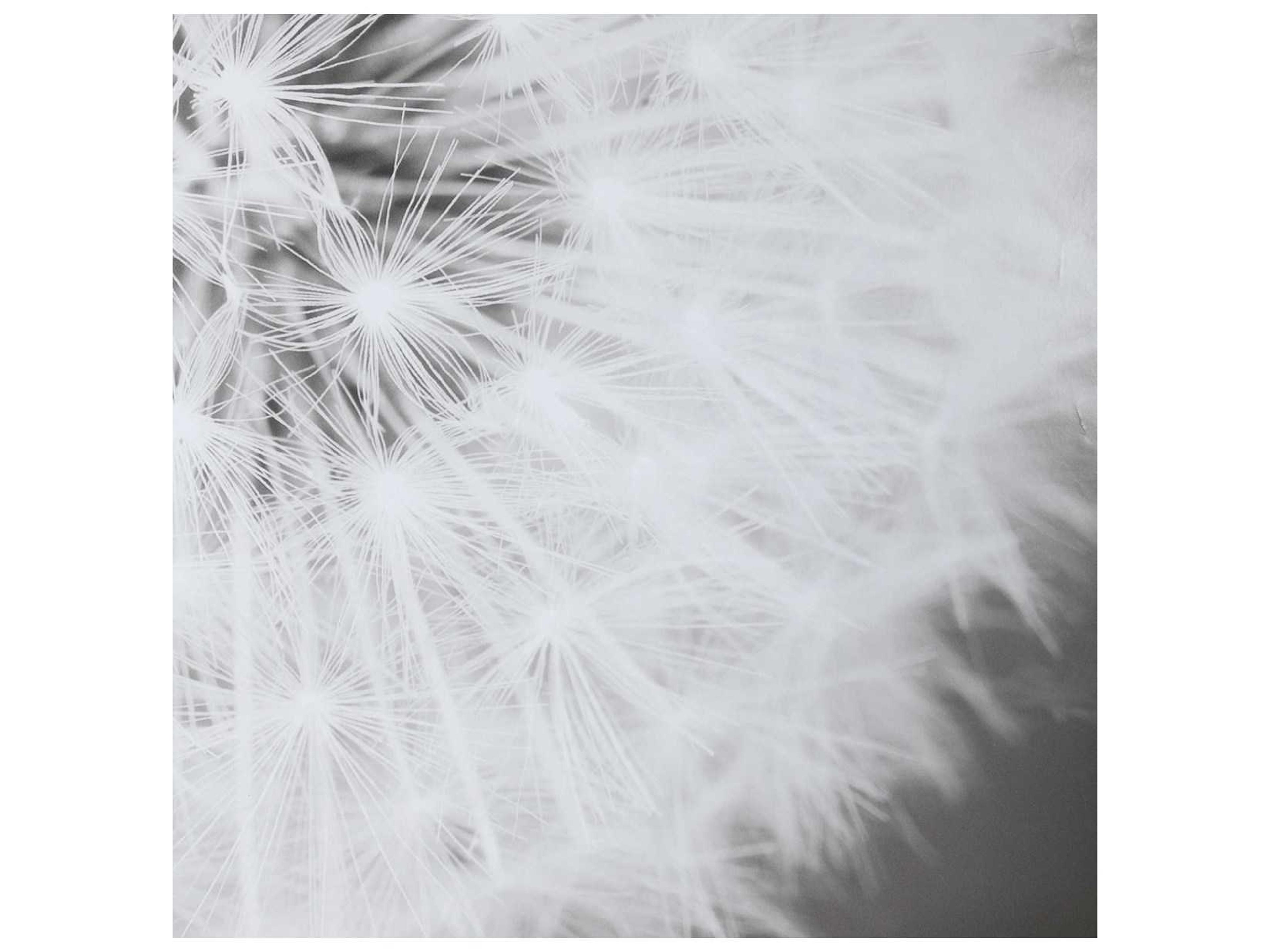 Uttermost Dandelion Seedhead Canvas Wall Art