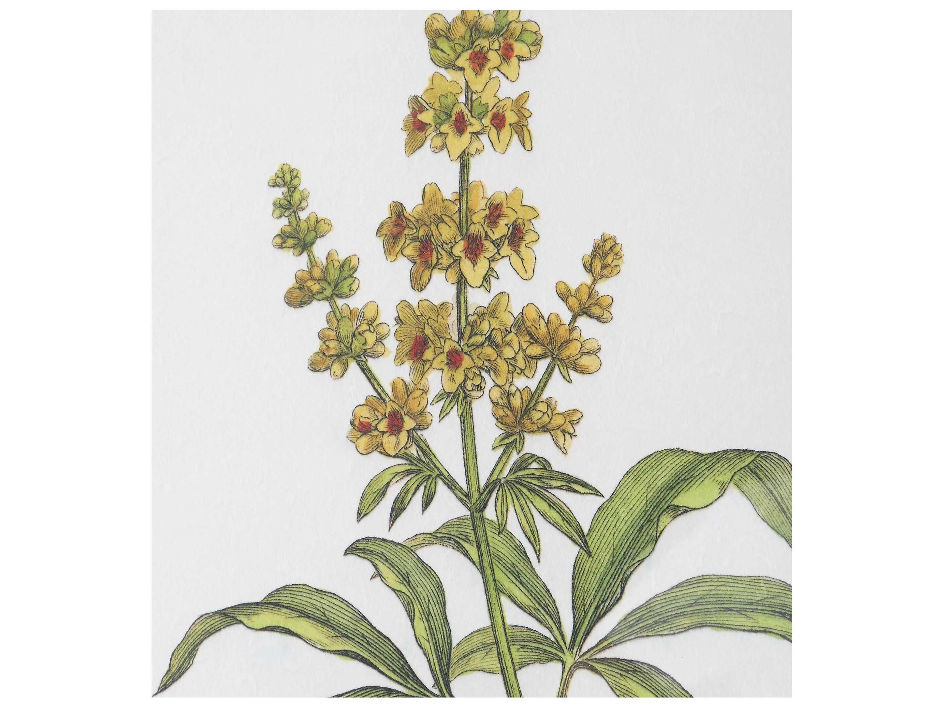 Uttermost Wildflower Study Framed Print / Painting Set of 4