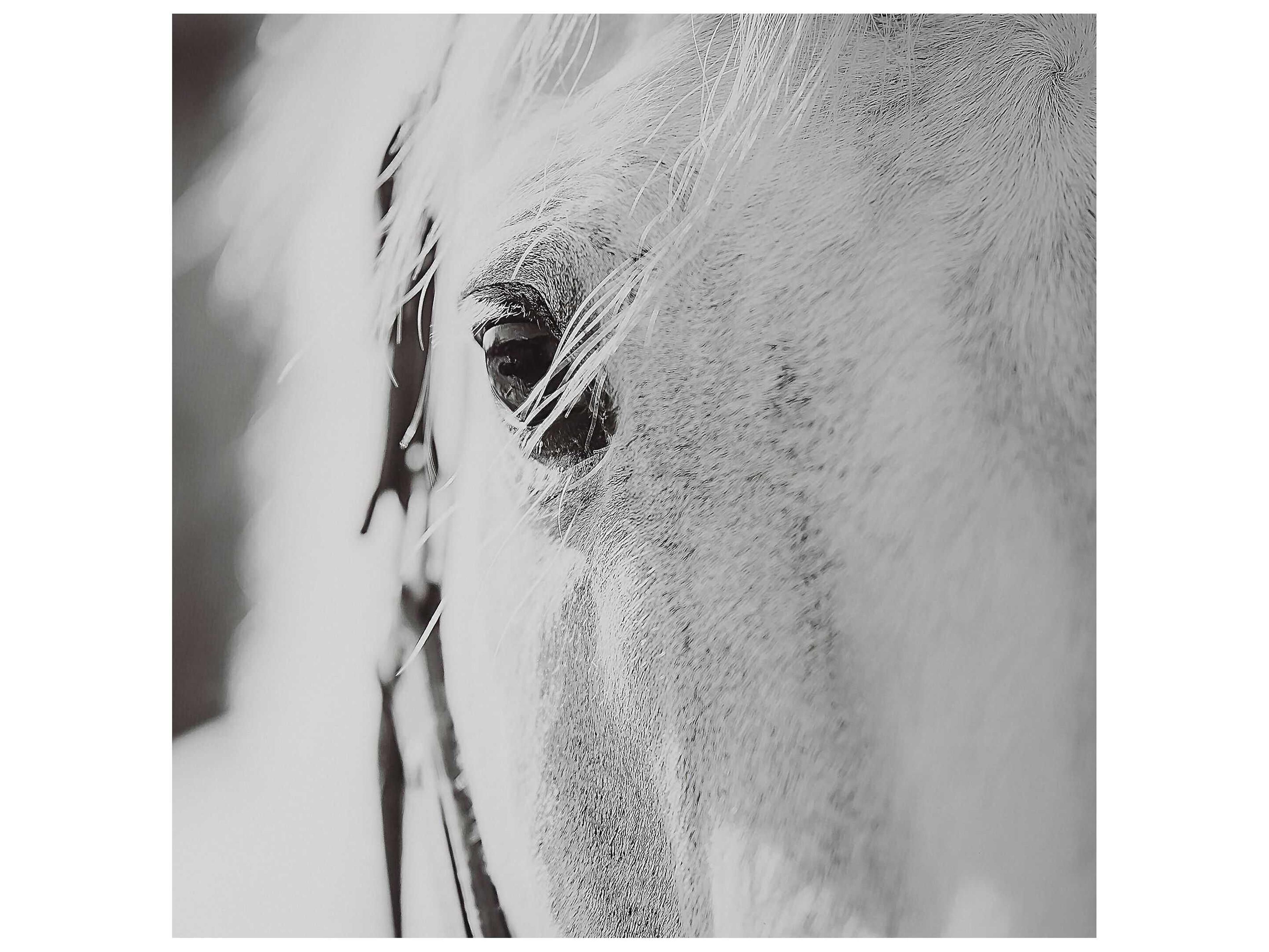 Uttermost Eyes On The Prize Framed Print