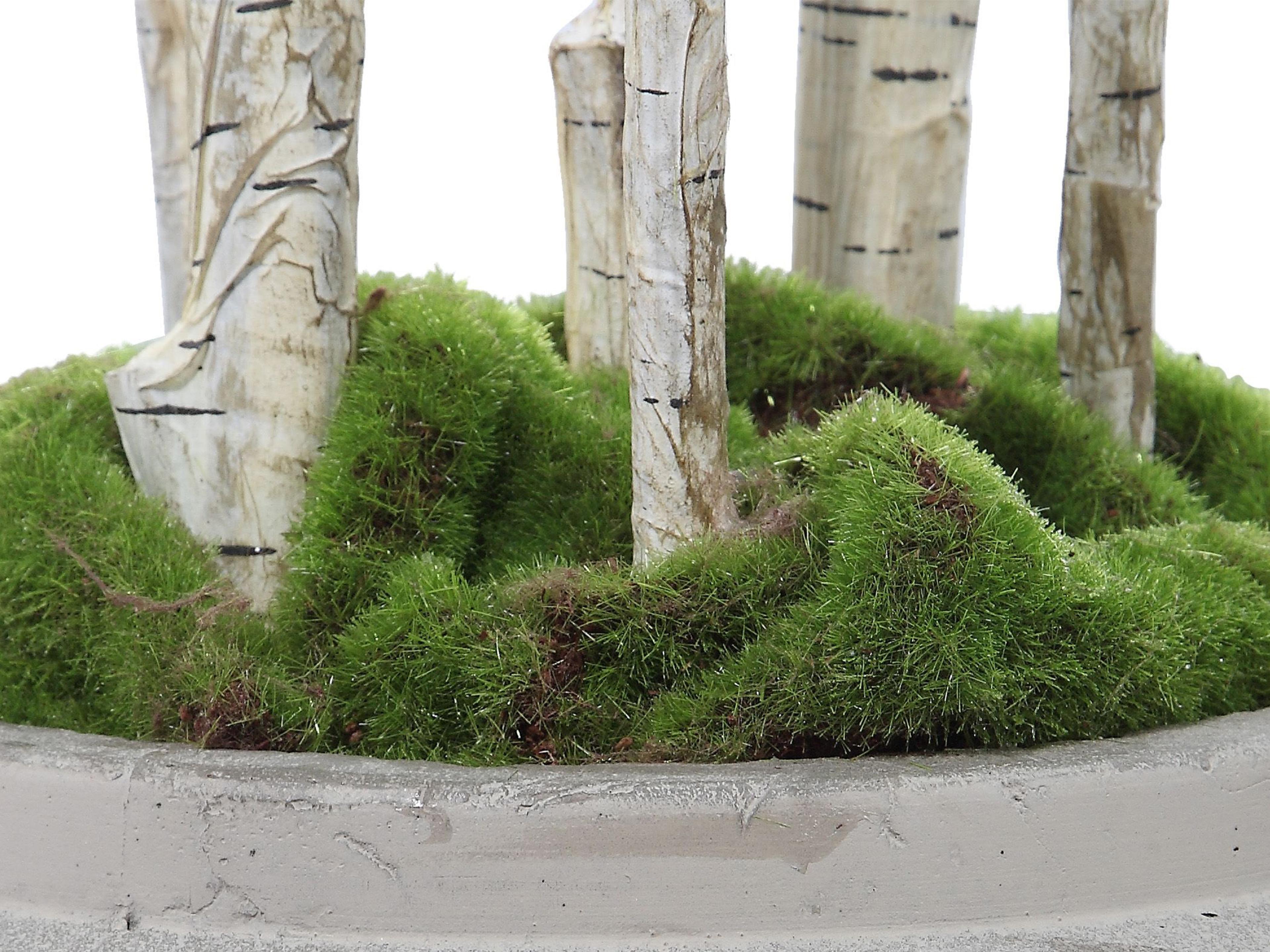 Uttermost Aldis Decorative Accent