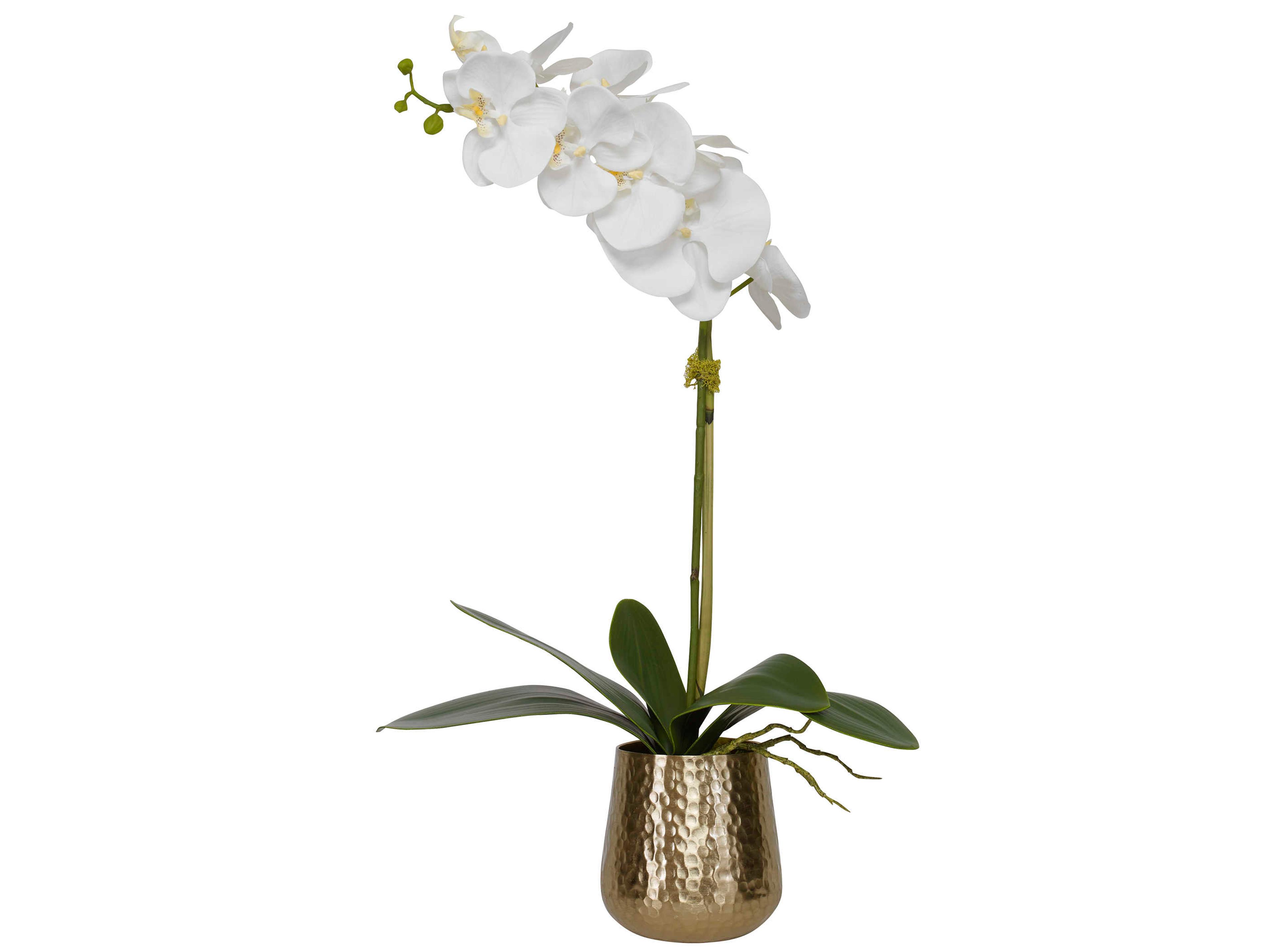 Cami Orchid Brass Botanical
