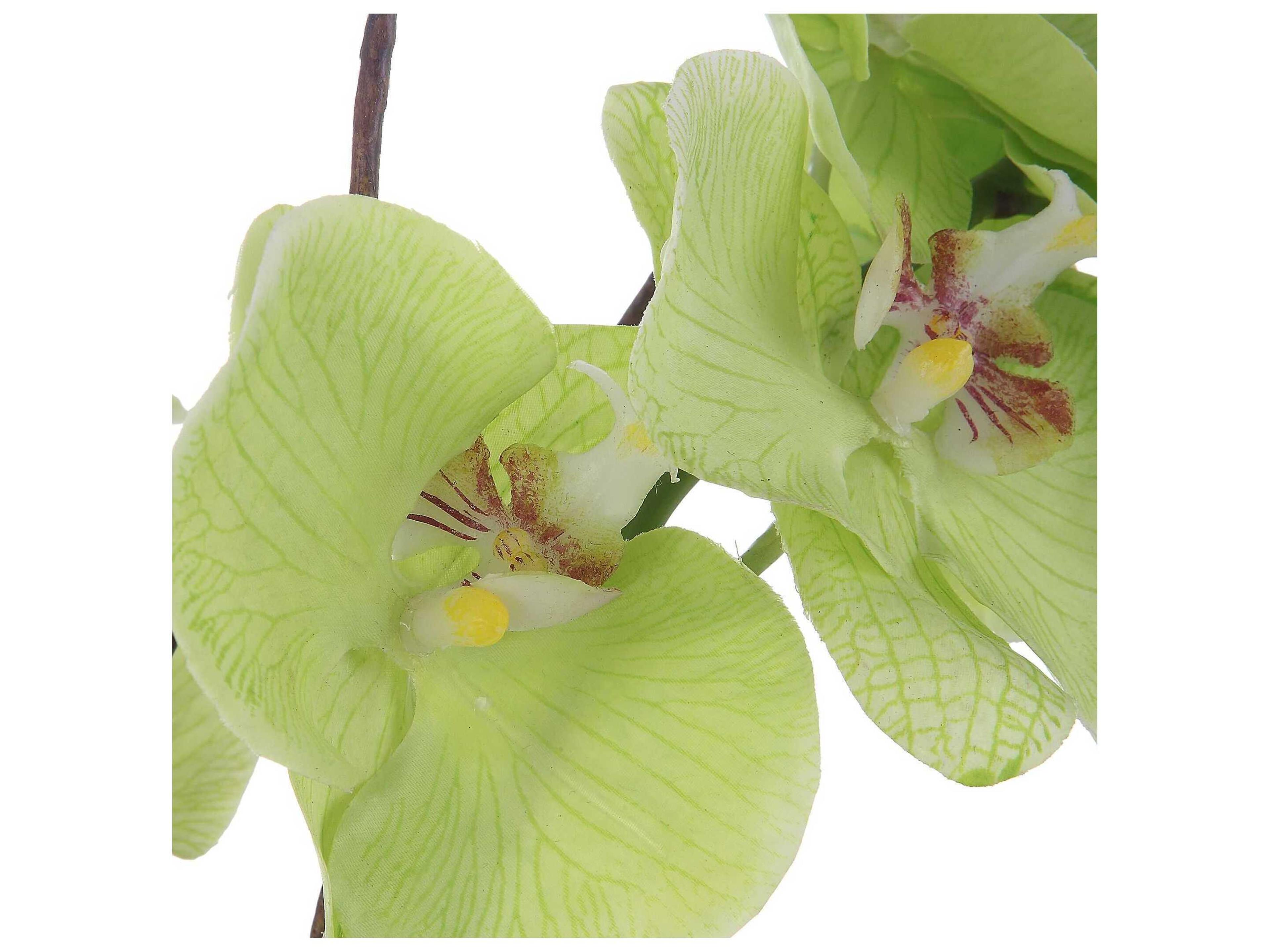 Uttermost Valdive Orchid