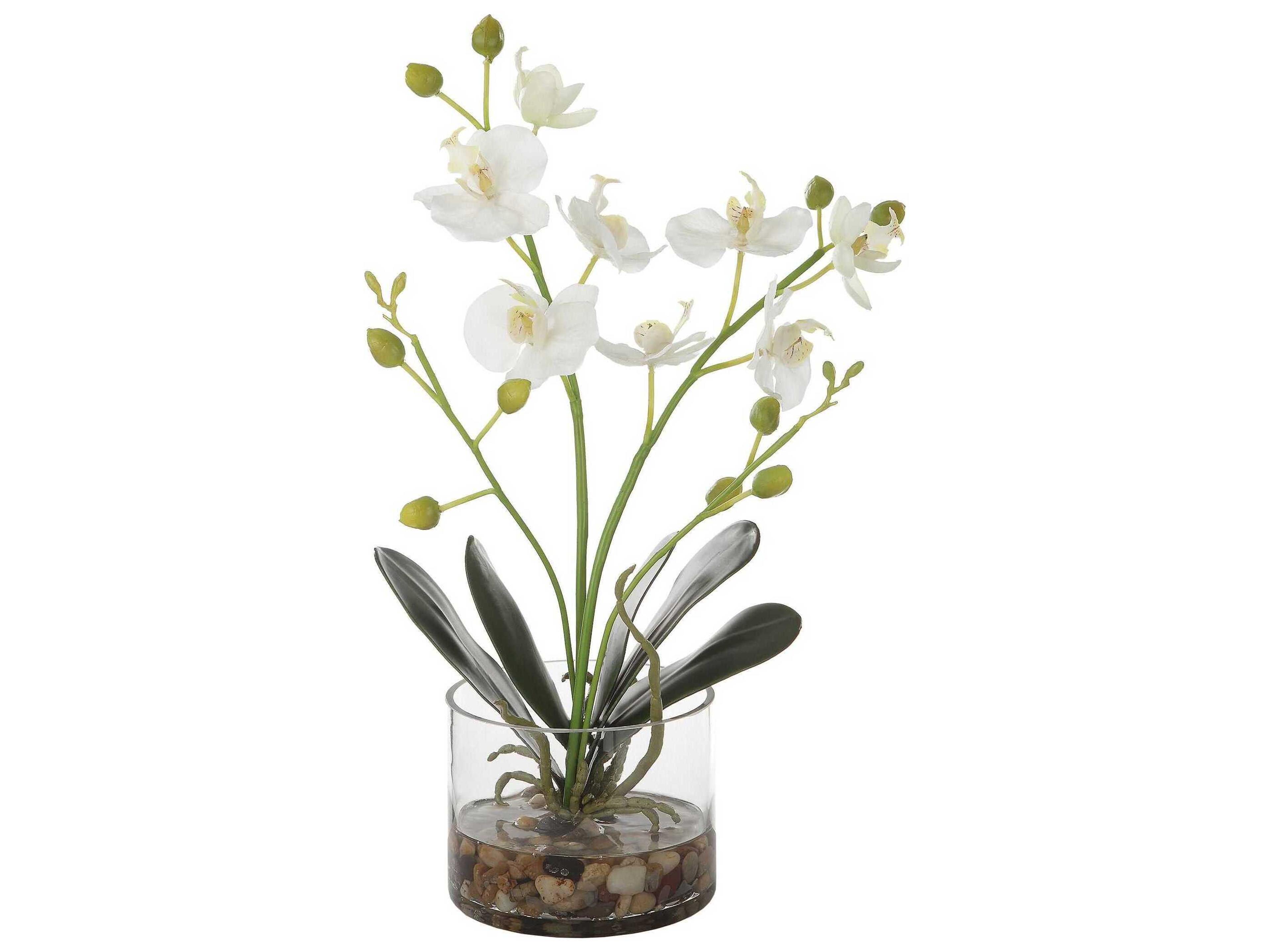 Uttermost Glory Orchid