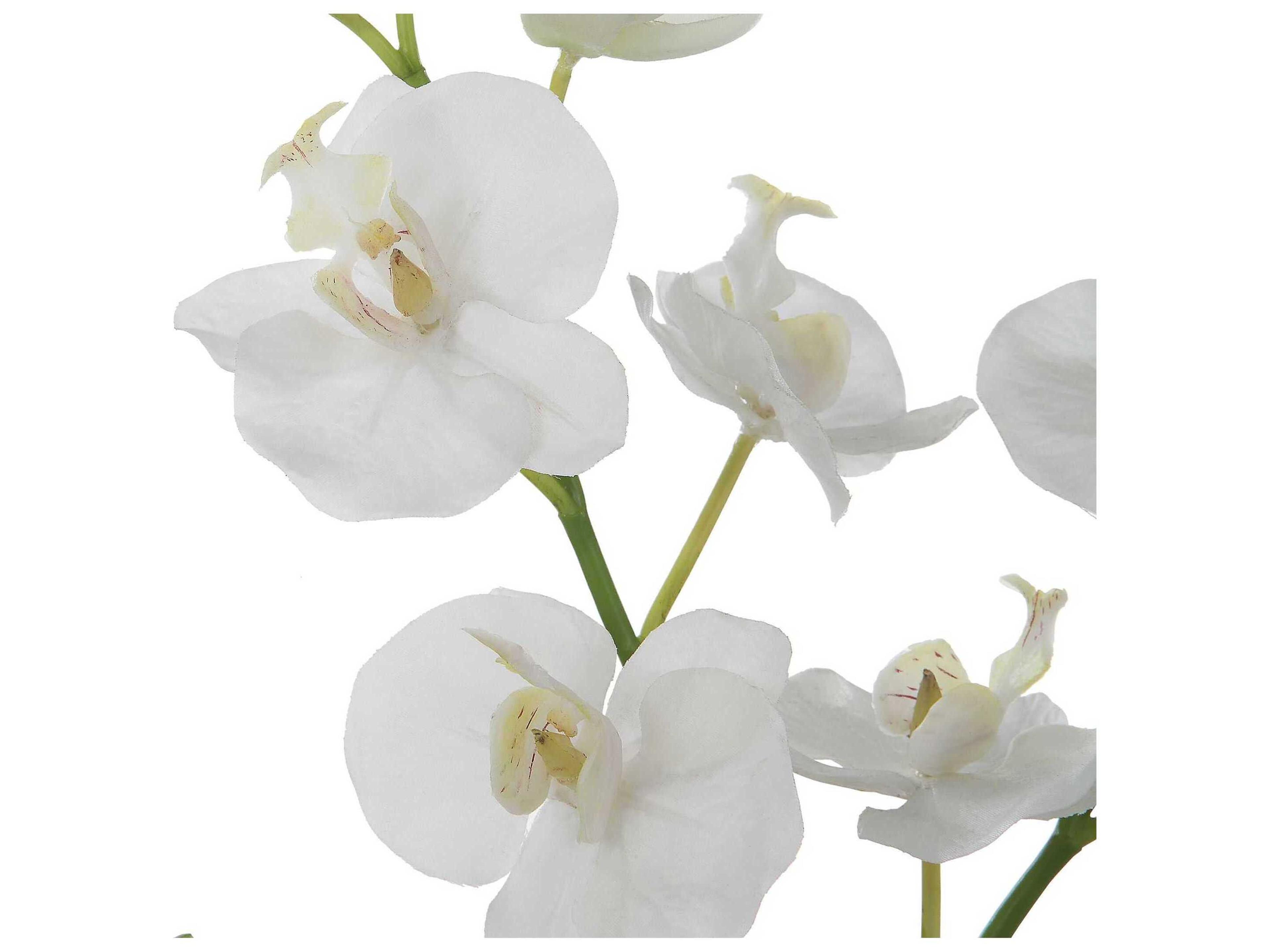 Uttermost Glory Orchid