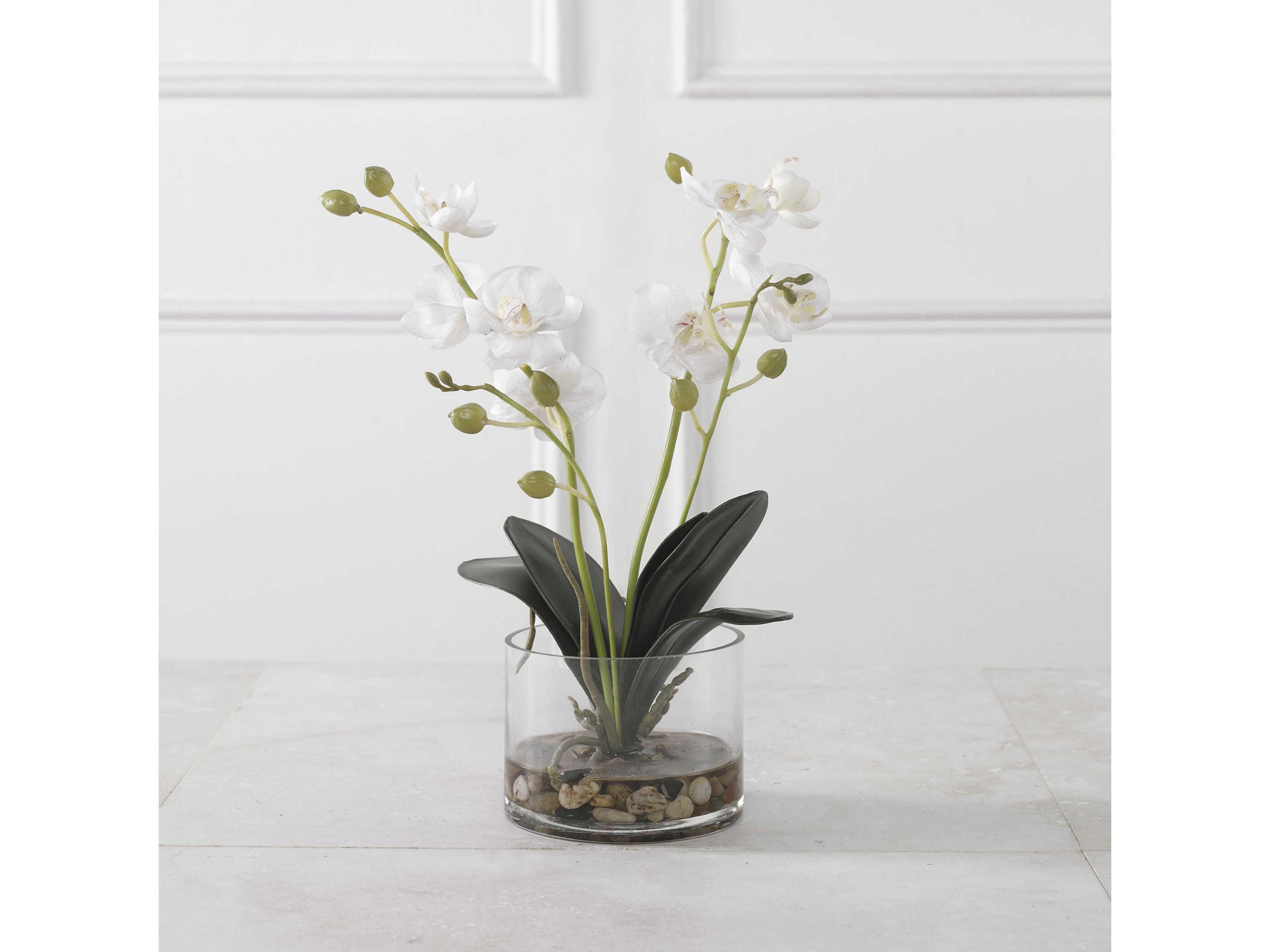 Uttermost Glory Orchid