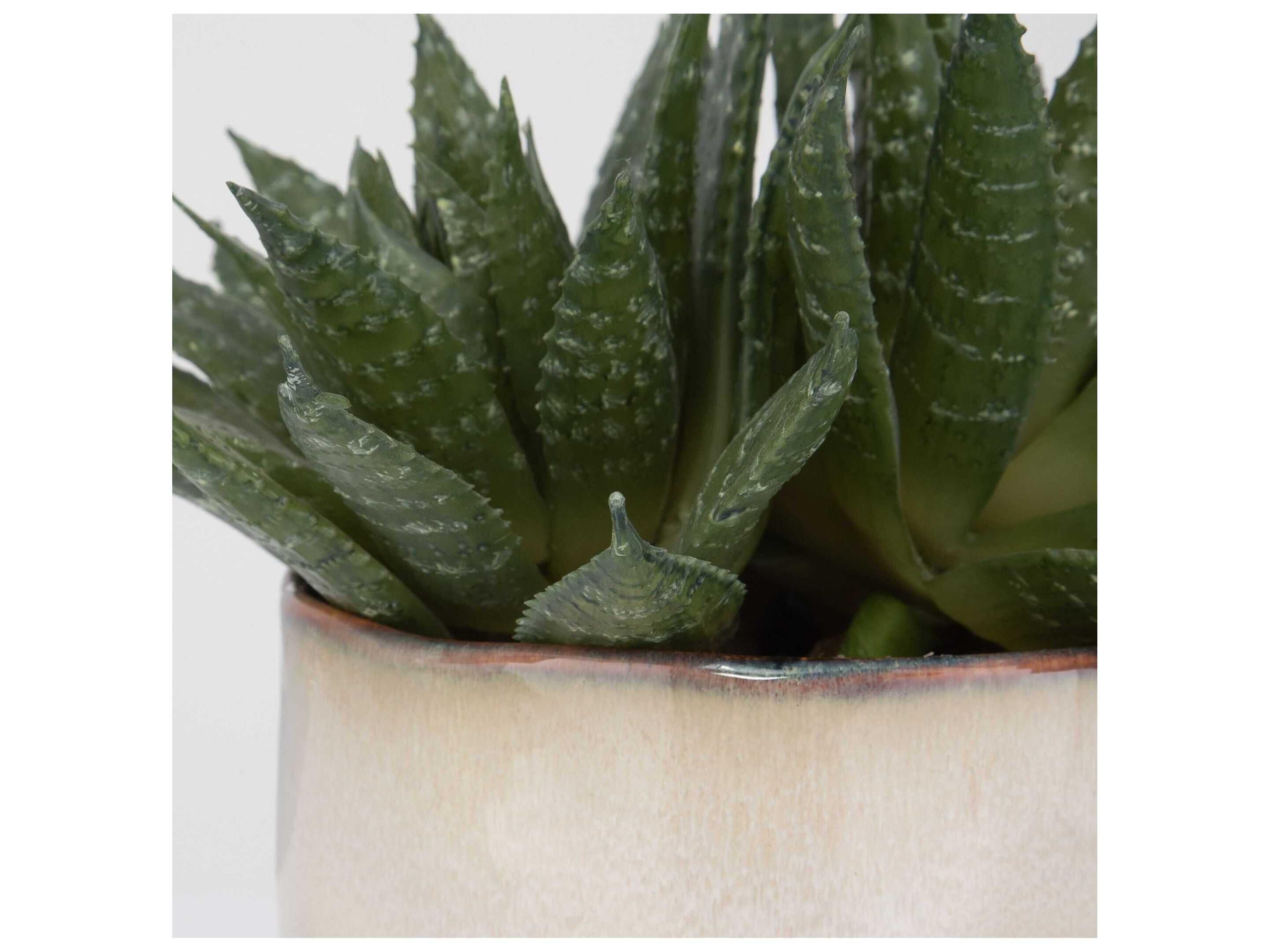 Uttermost Doha Succulent Accent