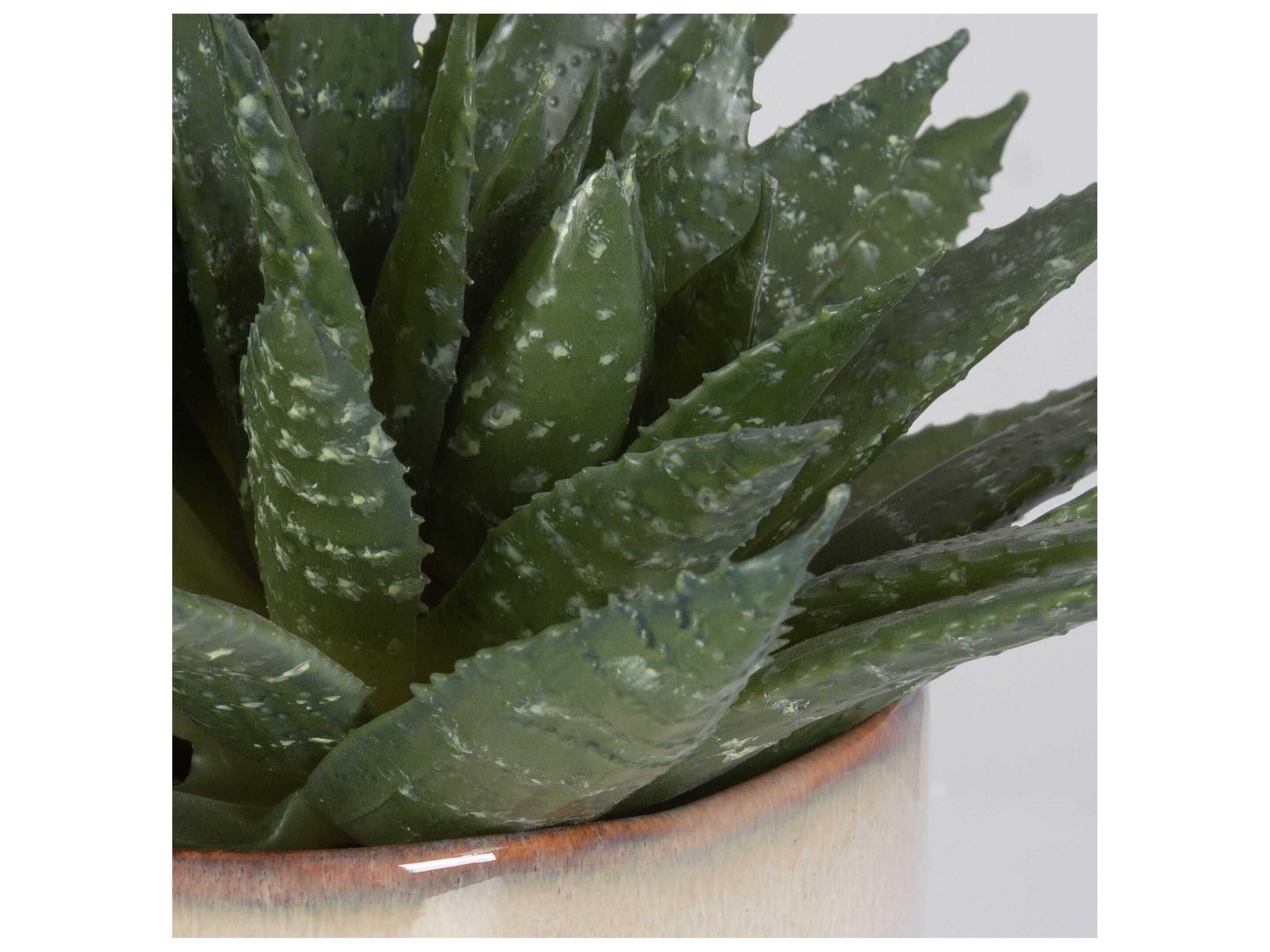 Uttermost Doha Succulent Accent