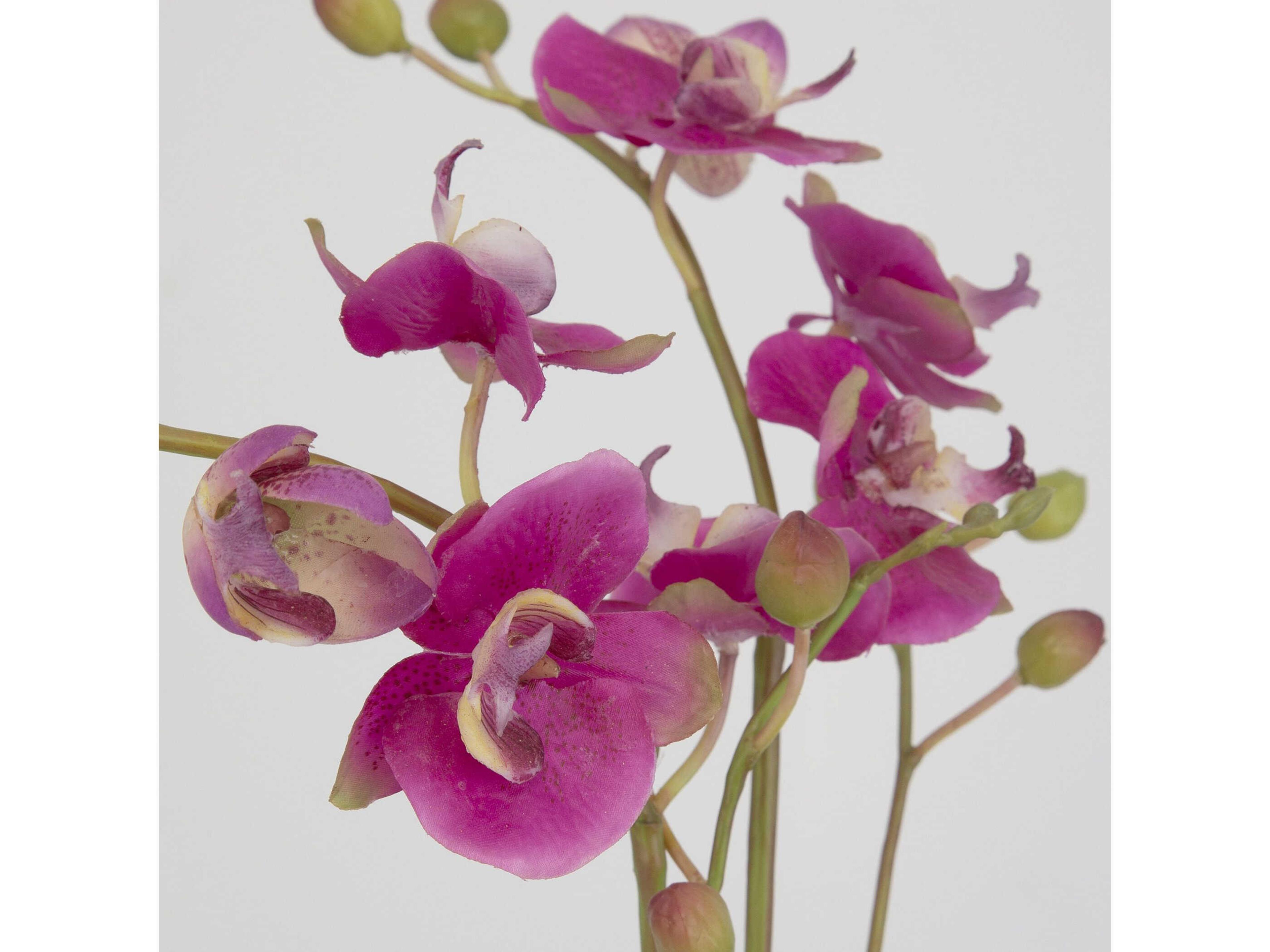 Uttermost Glory Fuchsia Orchid
