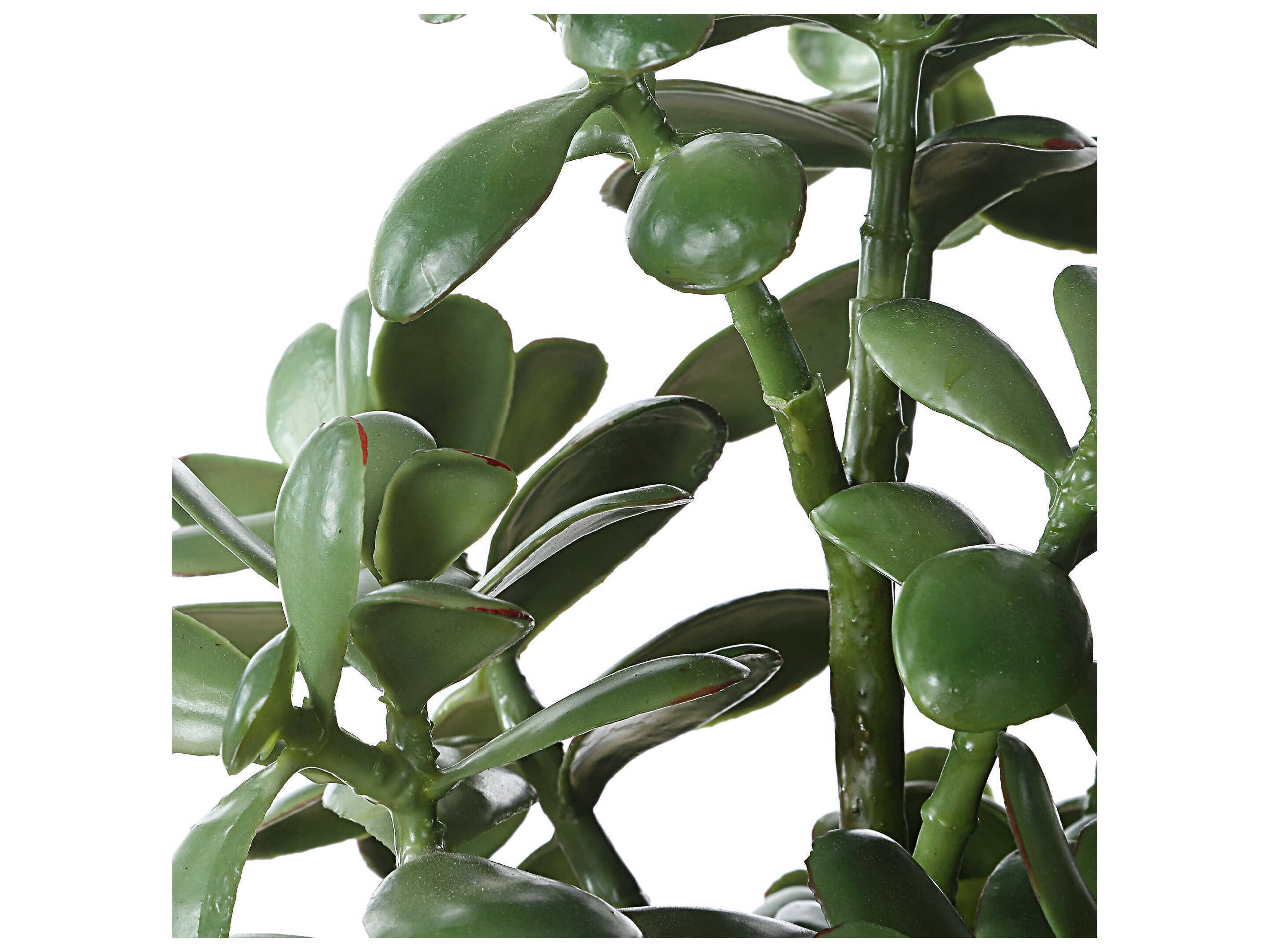 Uttermost Crassula Jade Accent Plant
