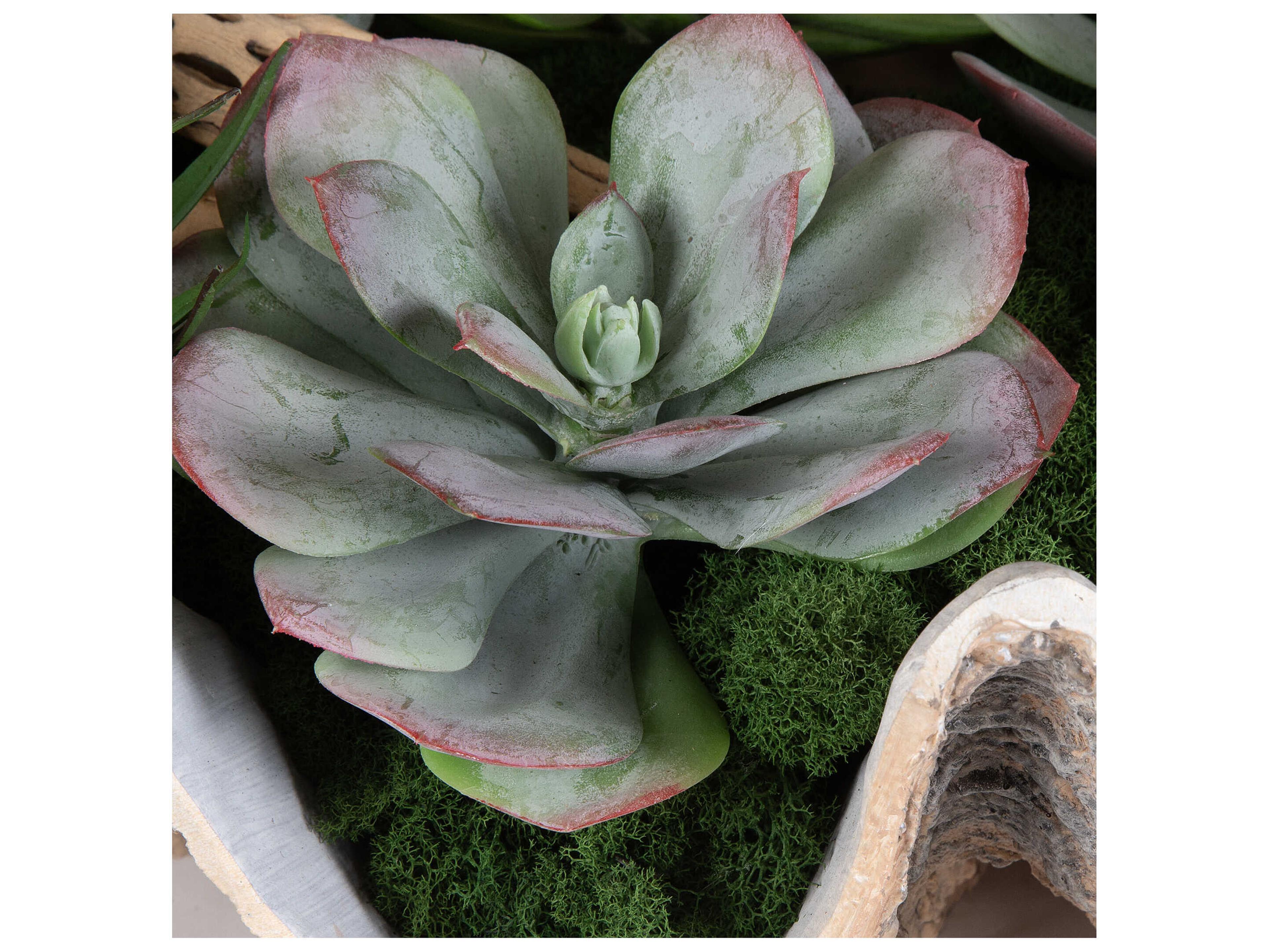 Uttermost Seaside Breeze Succulents