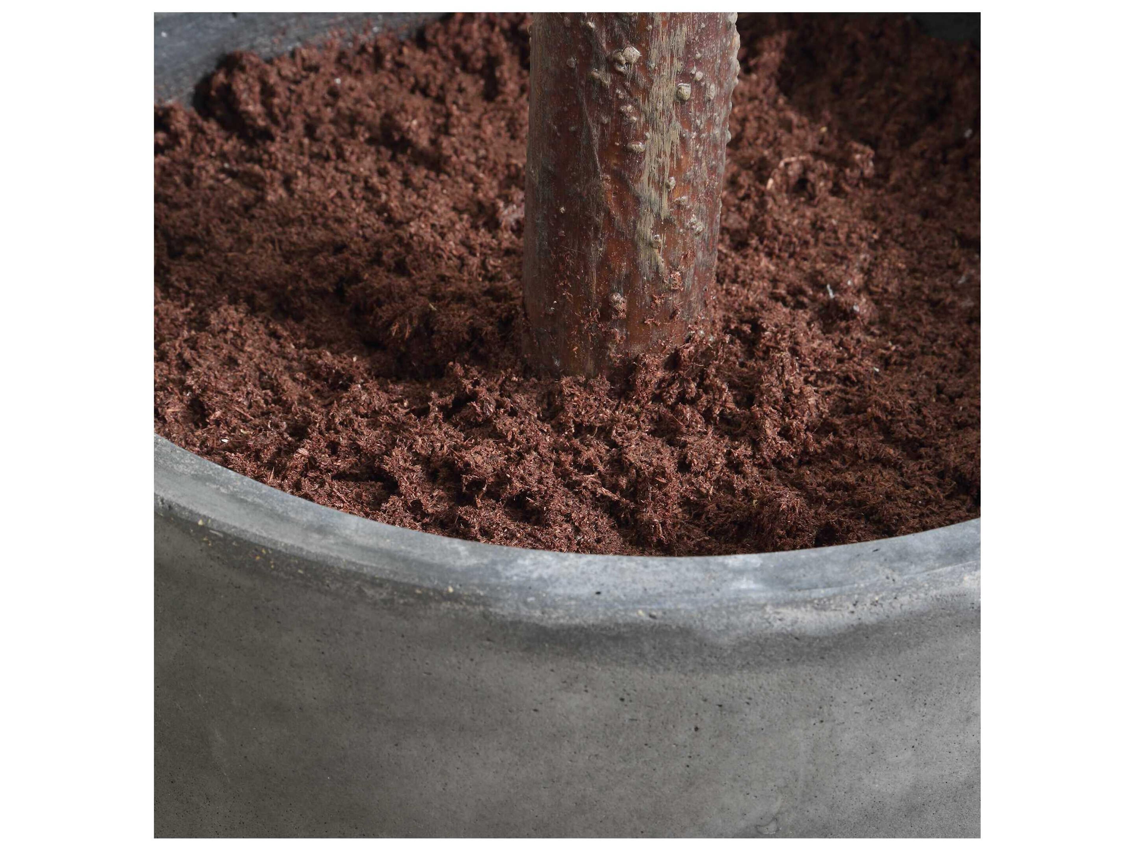 Uttermost Eden Potted Fig Tree