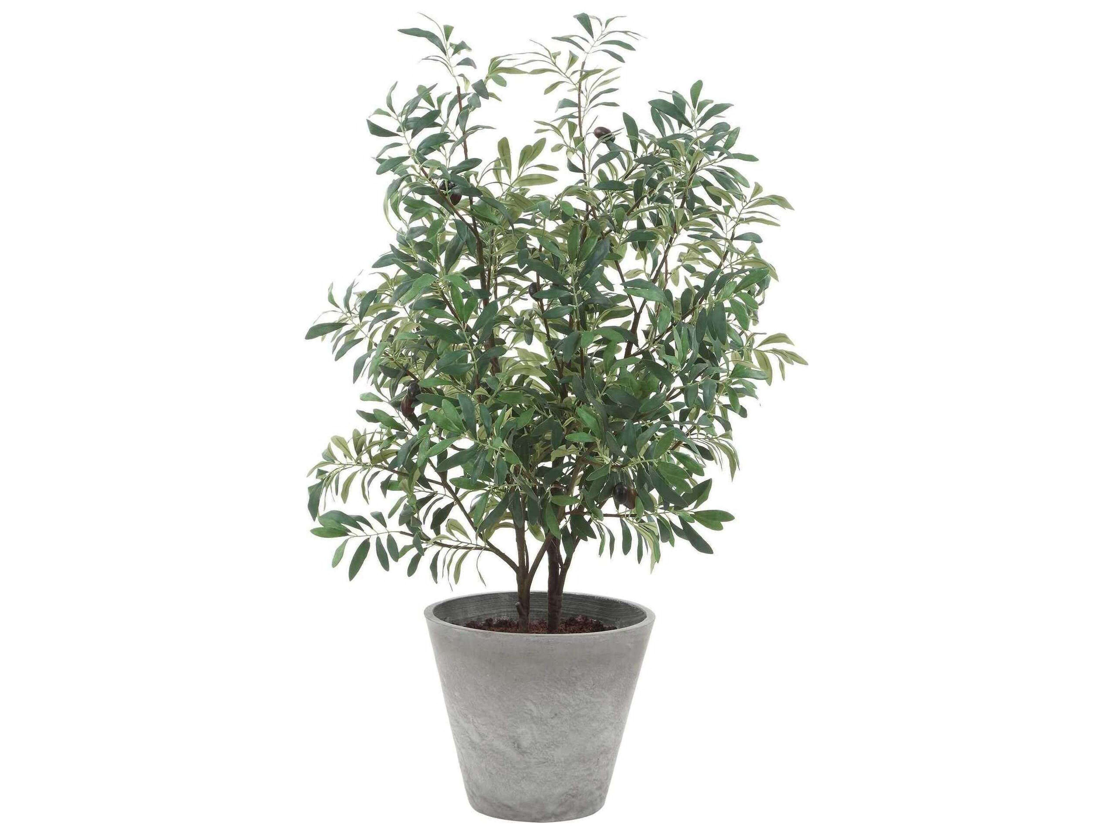Marisol Potted Olive Plant
