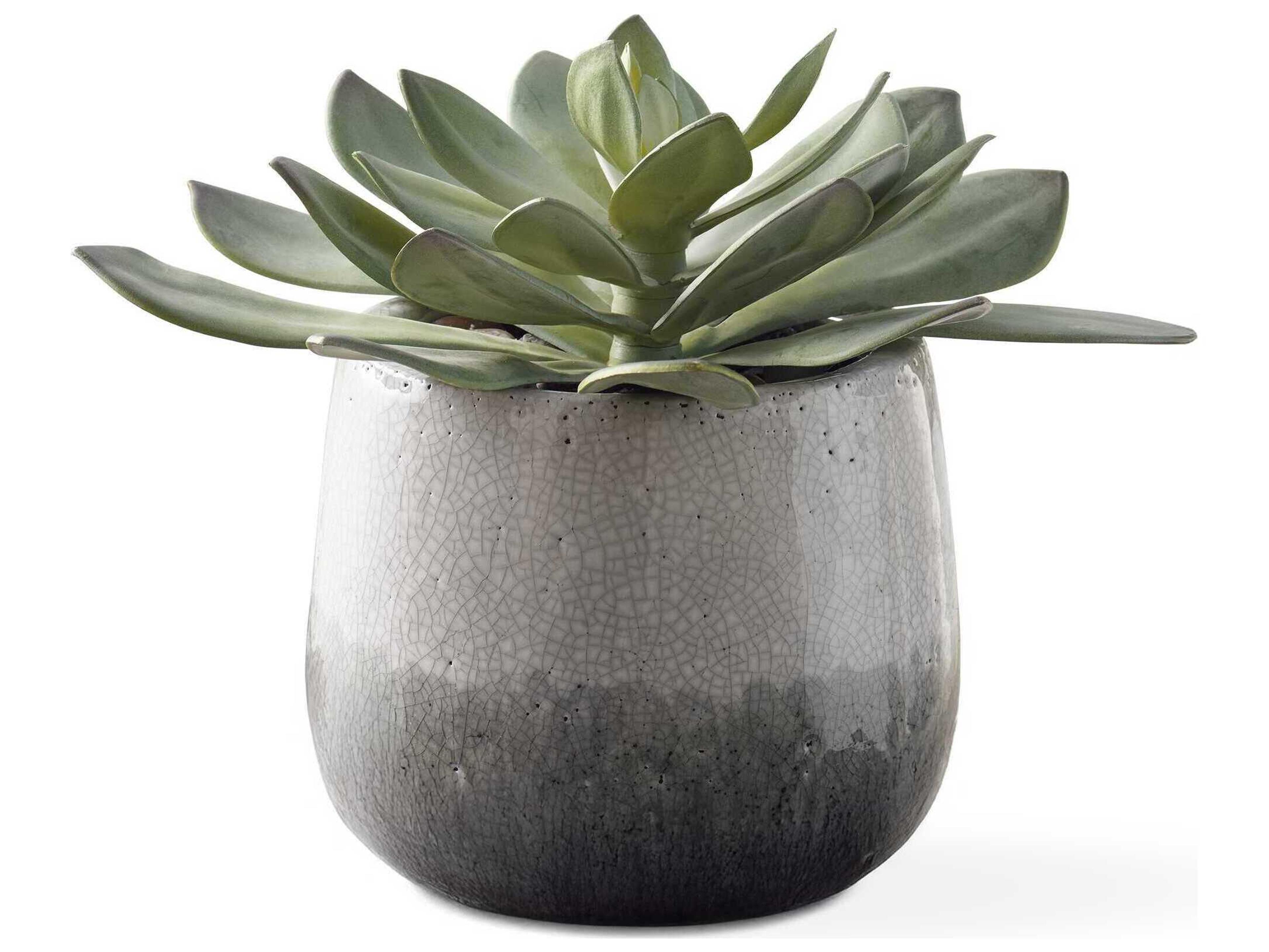 Dudleya Gray Outdoor Succulent