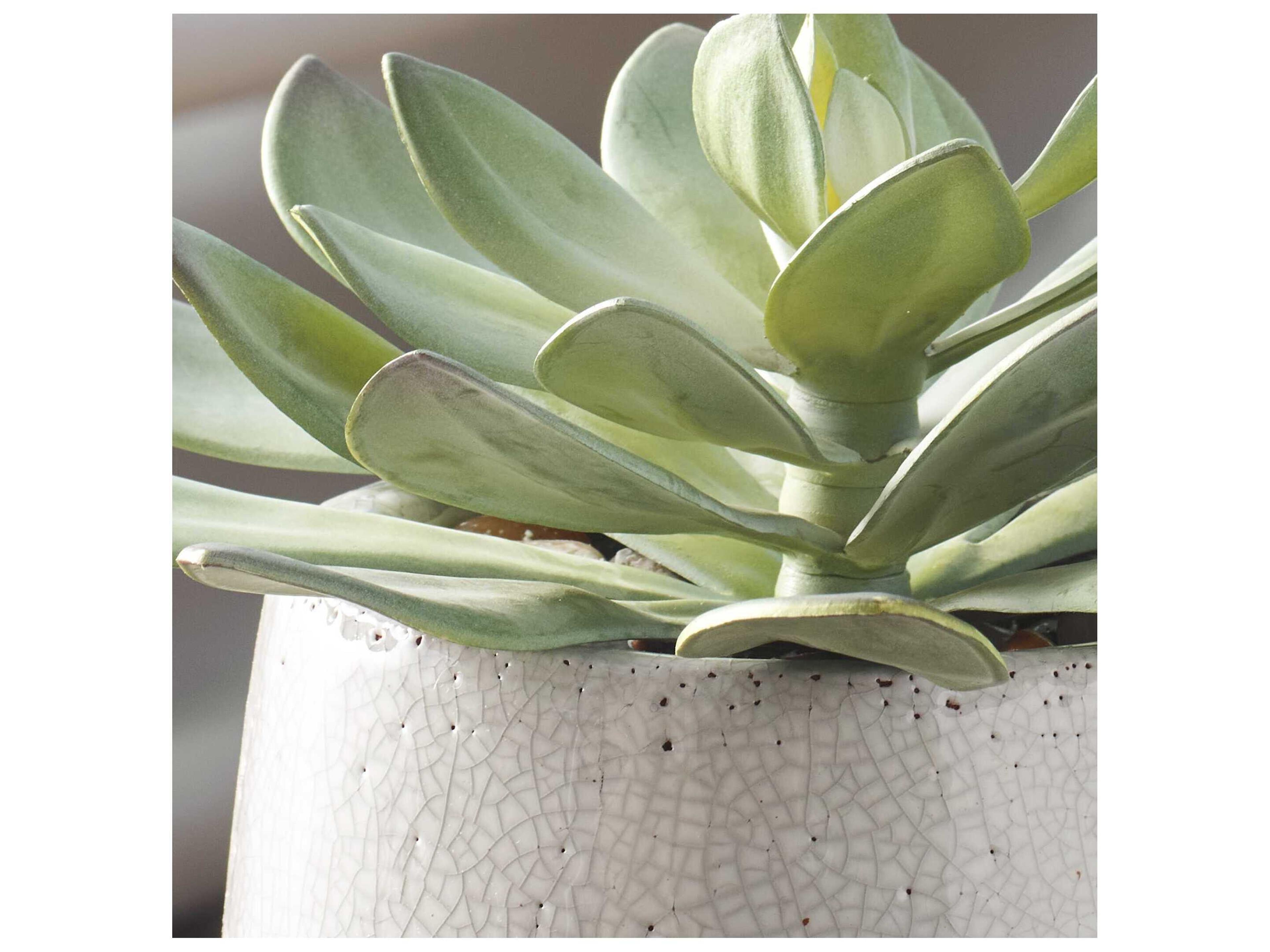 Uttermost Outdoor Dudleya Gray Outdoor Succulent