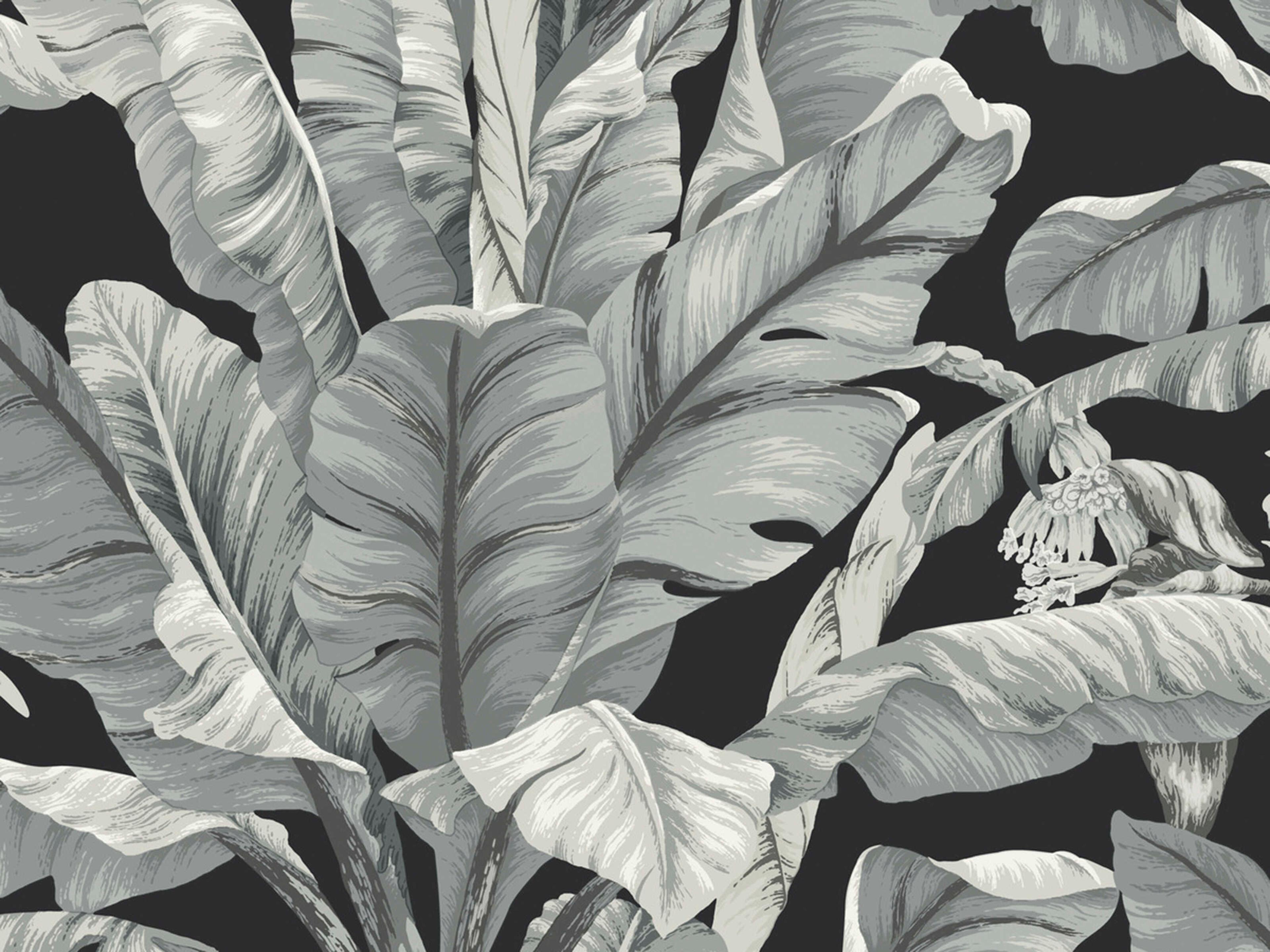 York Wallcoverings Black & White Resource Library Black White Banana Leaf Wallpaper