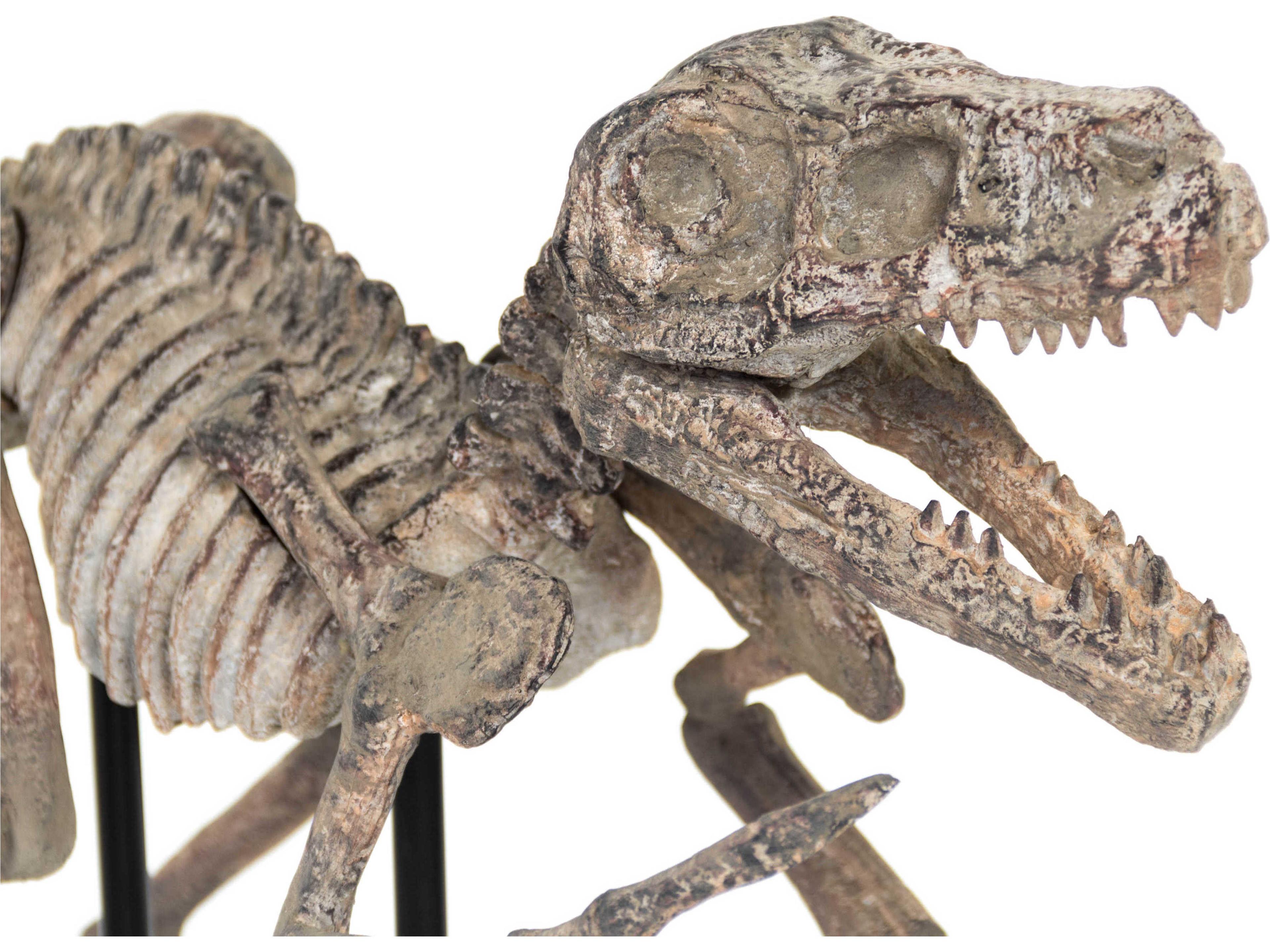 Zentique Distressed Brown Grey Velociraptor Skeleton Sculpture