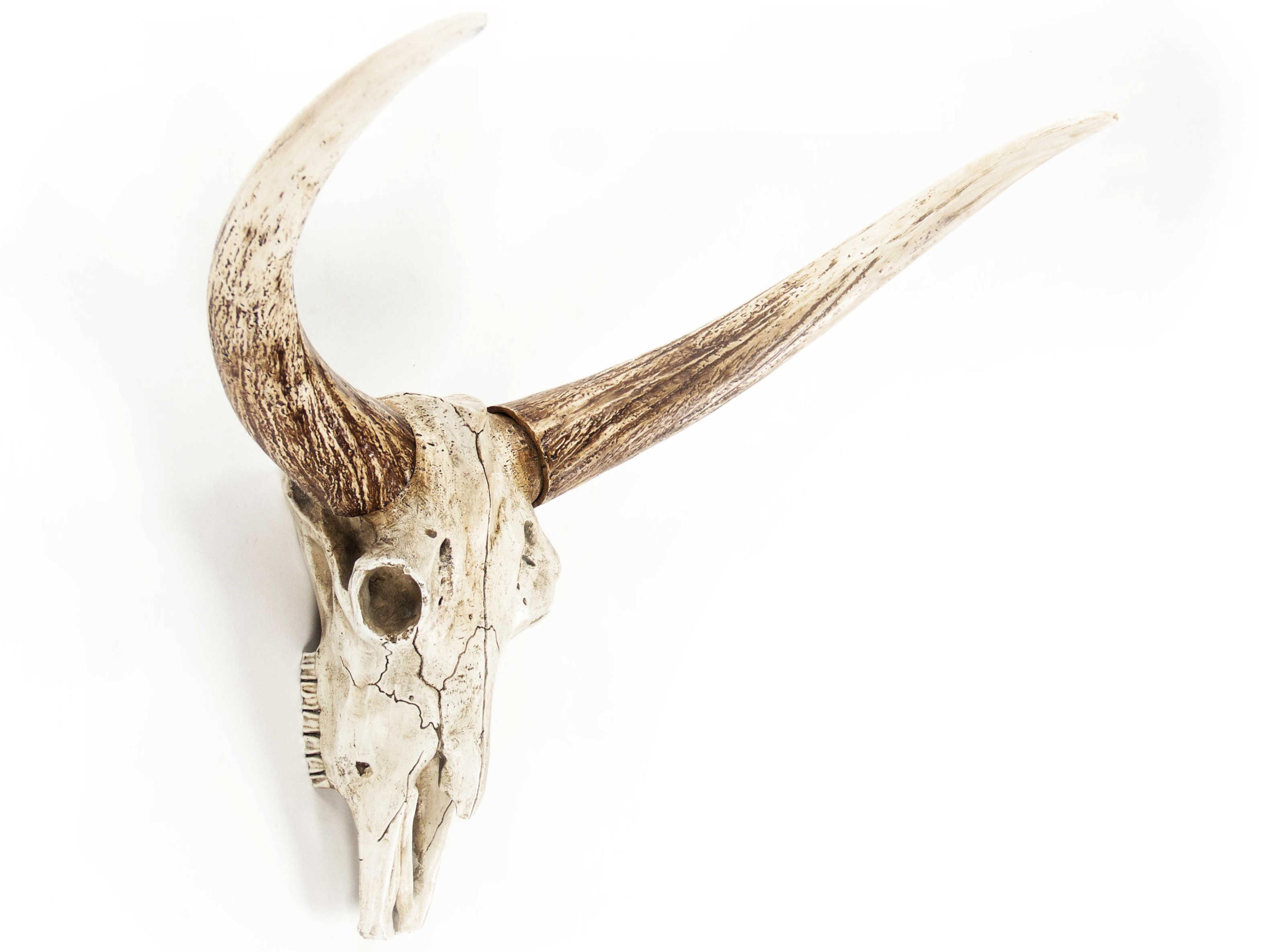 Zentique Distressed White / Brown Bull Skull 3D Wall Art