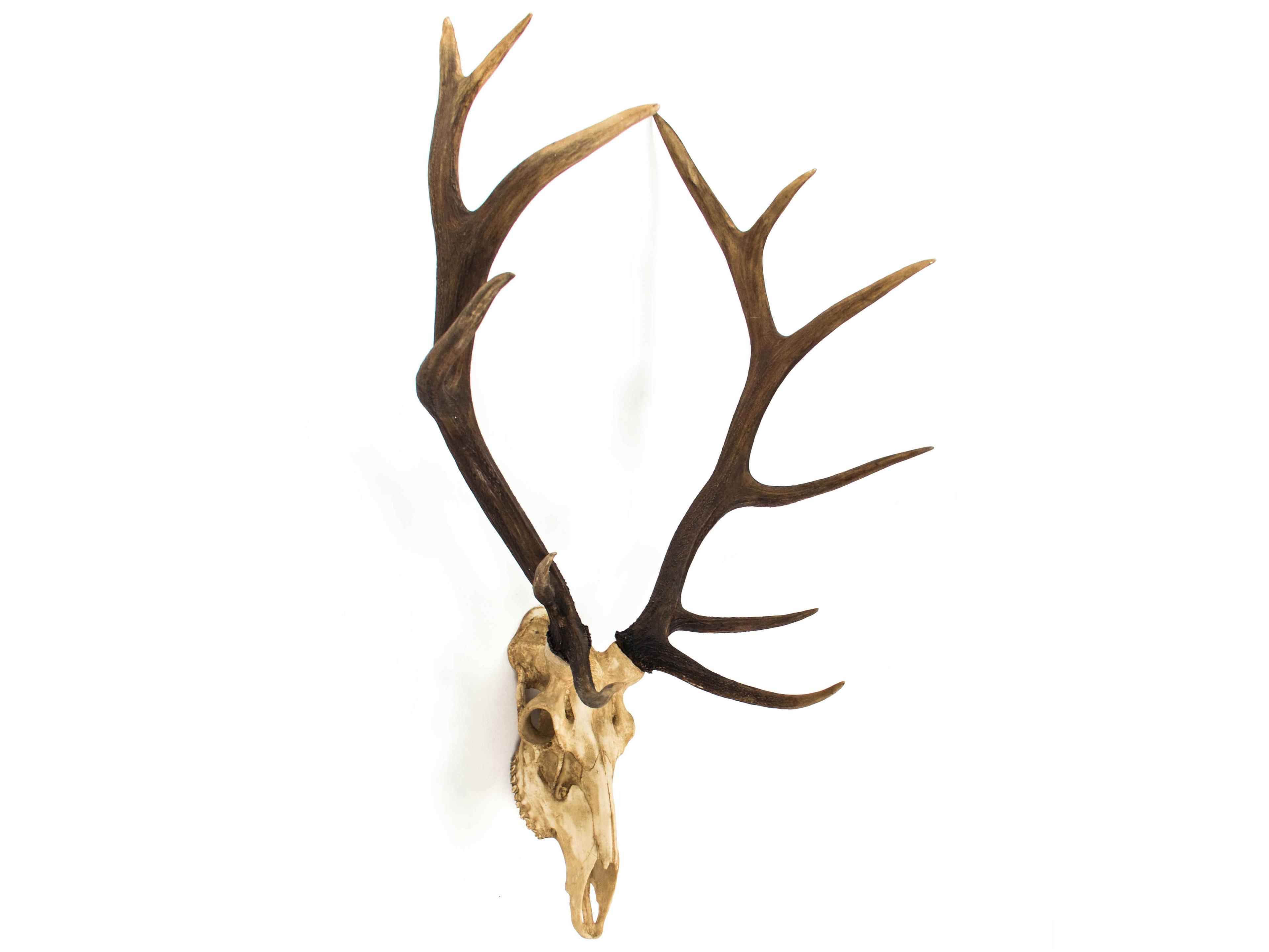 Zentique Off-White / Dark Brown Ombre Deer Skull 3D Wall Art