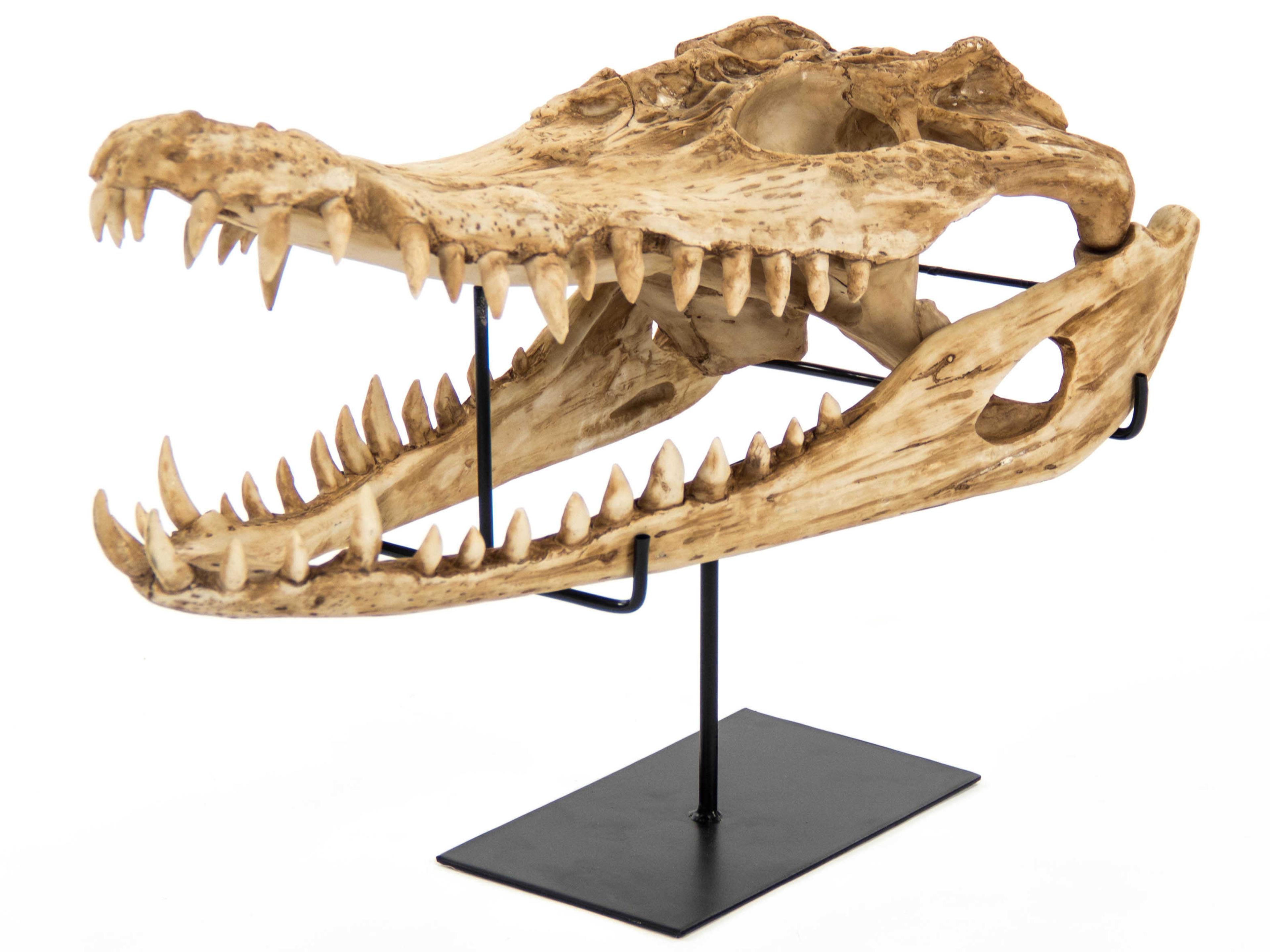 Zentique Antique Beige / Black Alligator Skull Sculpture