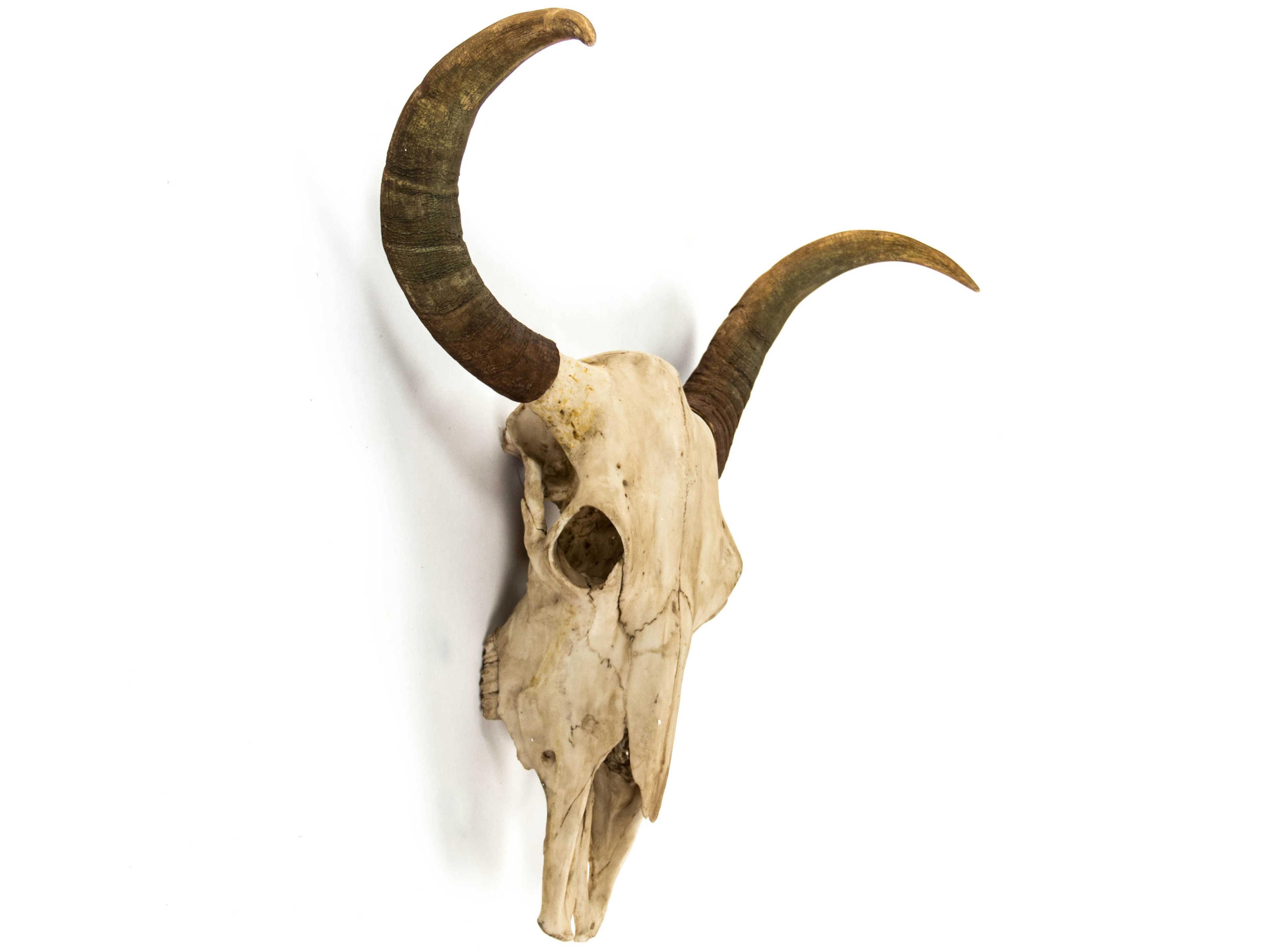 Zentique Antique Off-White Bull Skull 3D Wall Art