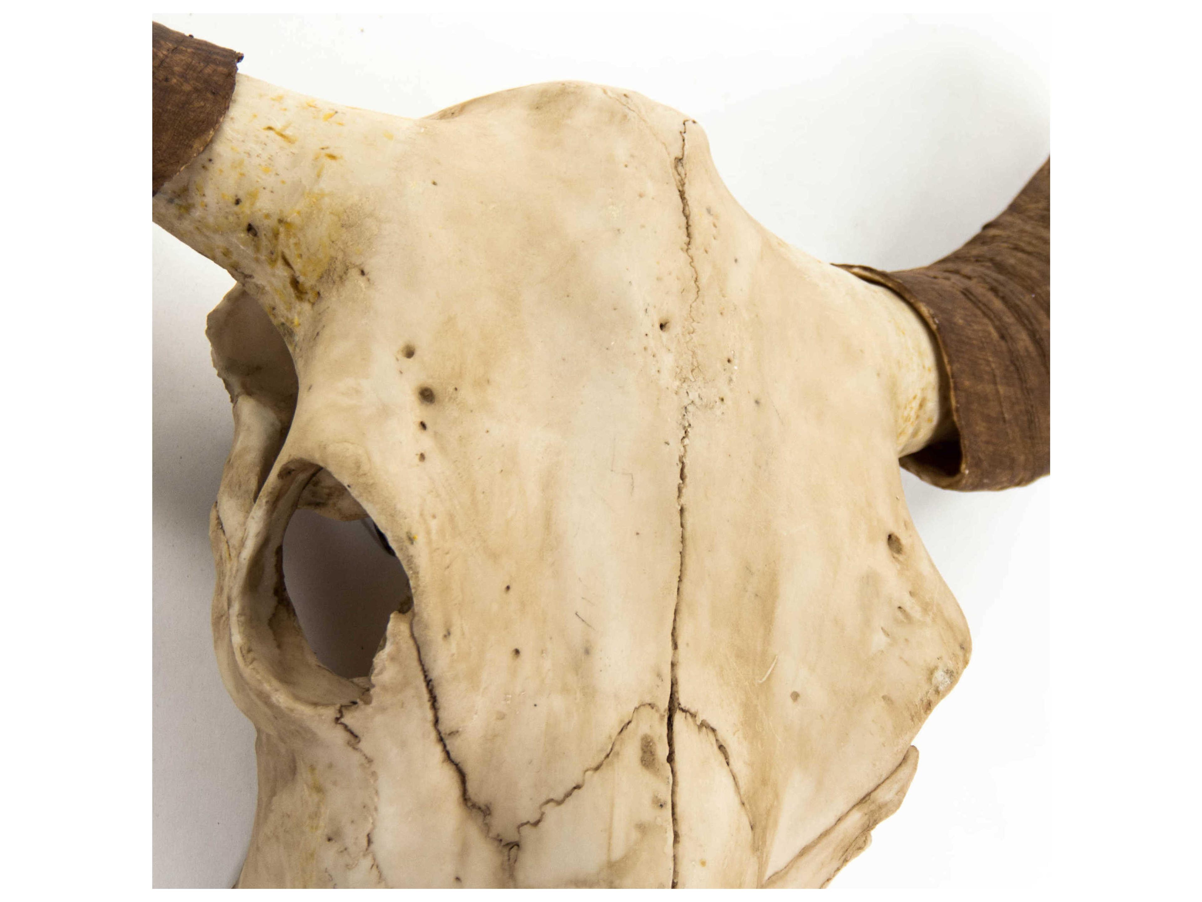 Zentique Antique Off-White Bull Skull 3D Wall Art