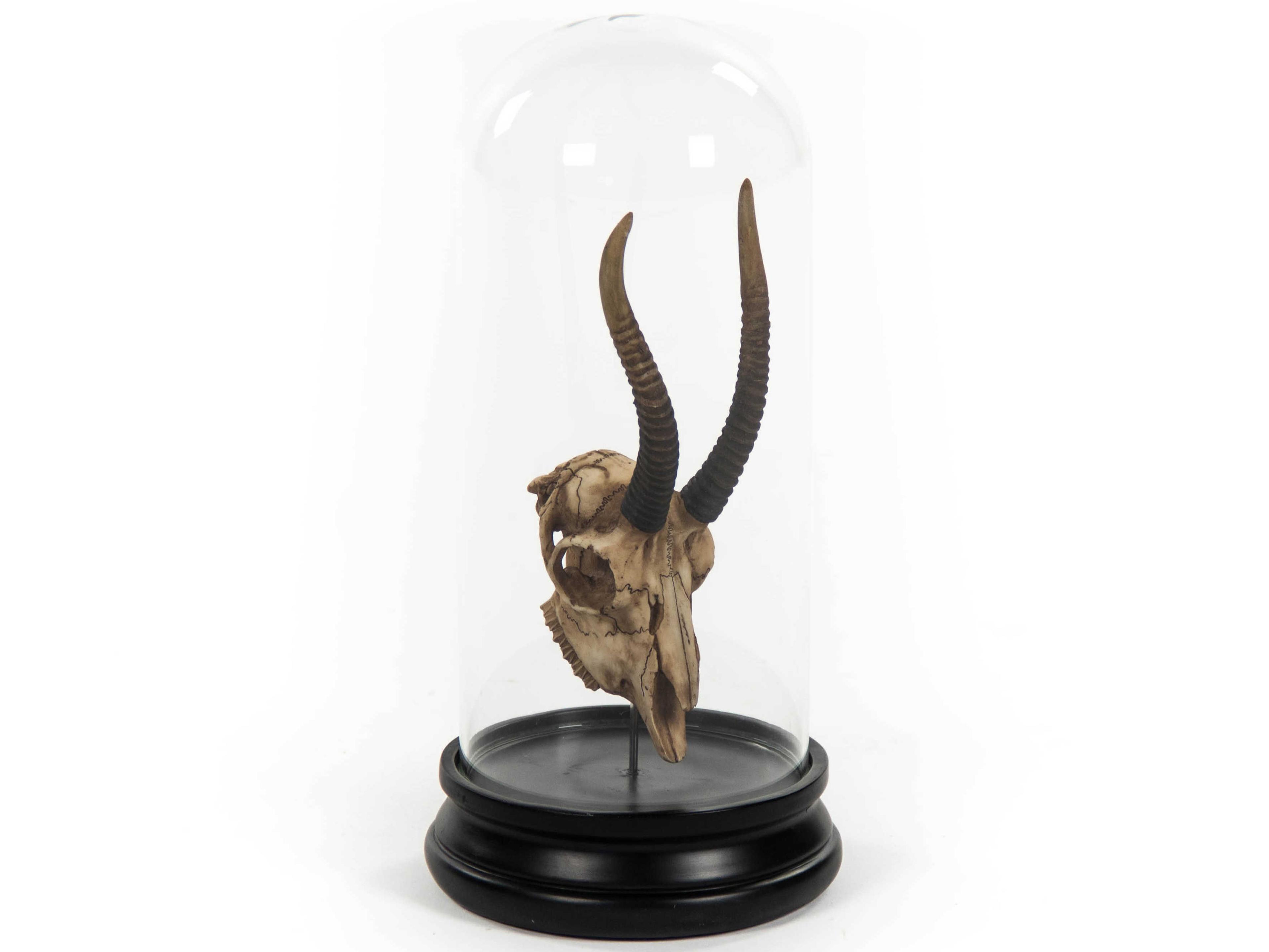 Zentique Antique Off-White / Black Gazelle Skull Sculpture