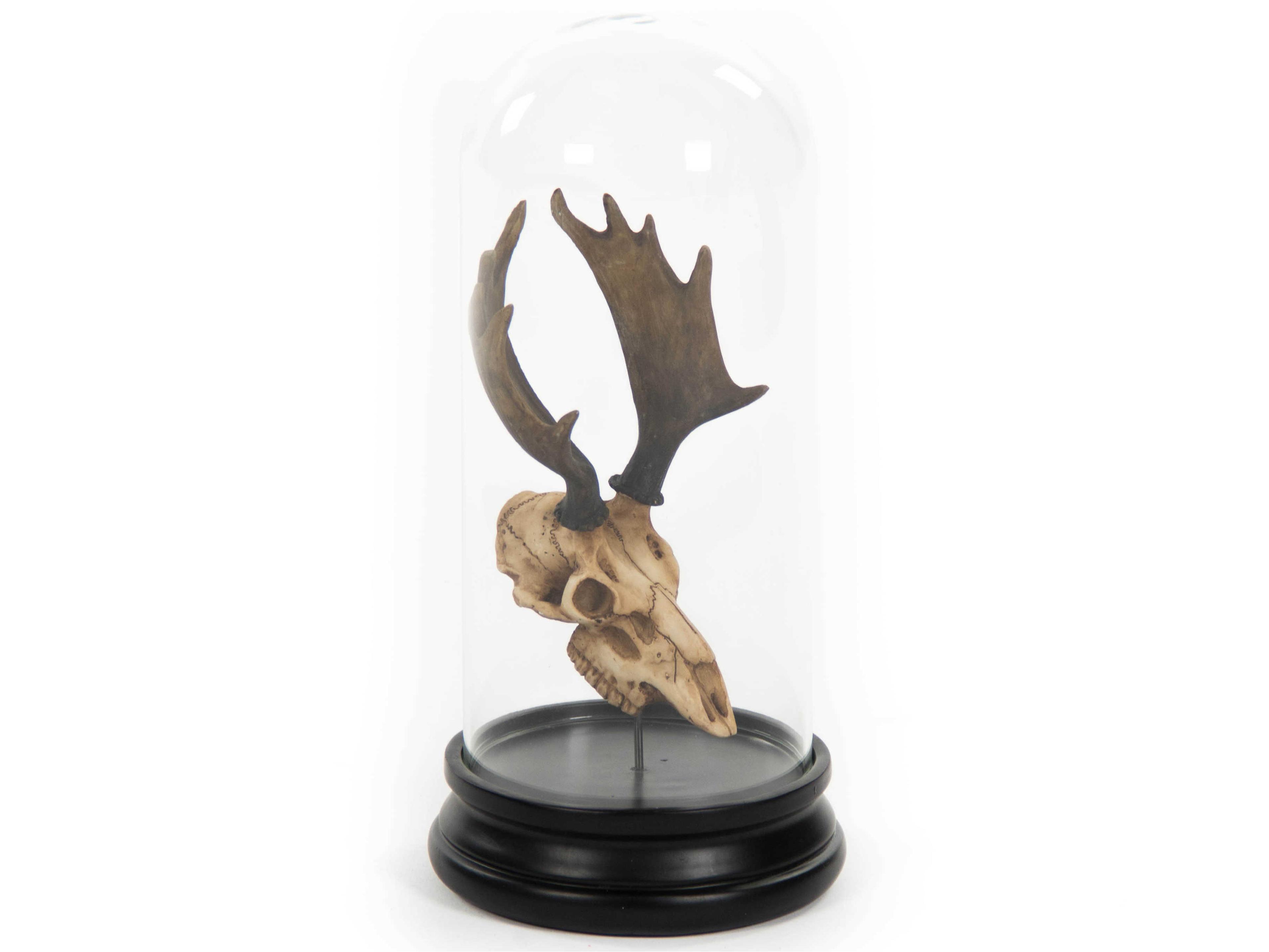 Zentique Distressed Light Brown / Black Moose Skull Sculpture