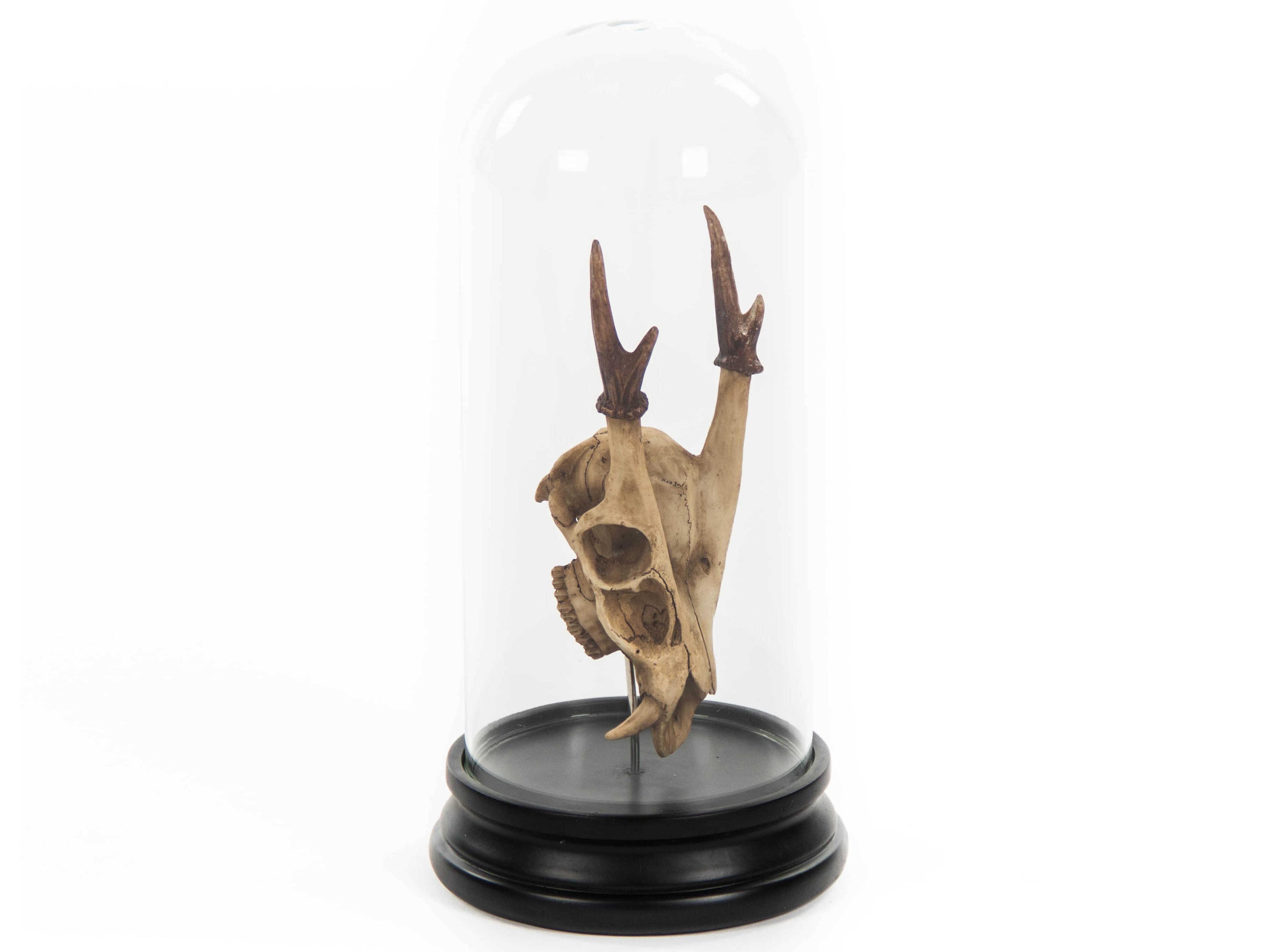 Zentique Antique Off-White / Black Fawn Skull Sculpture