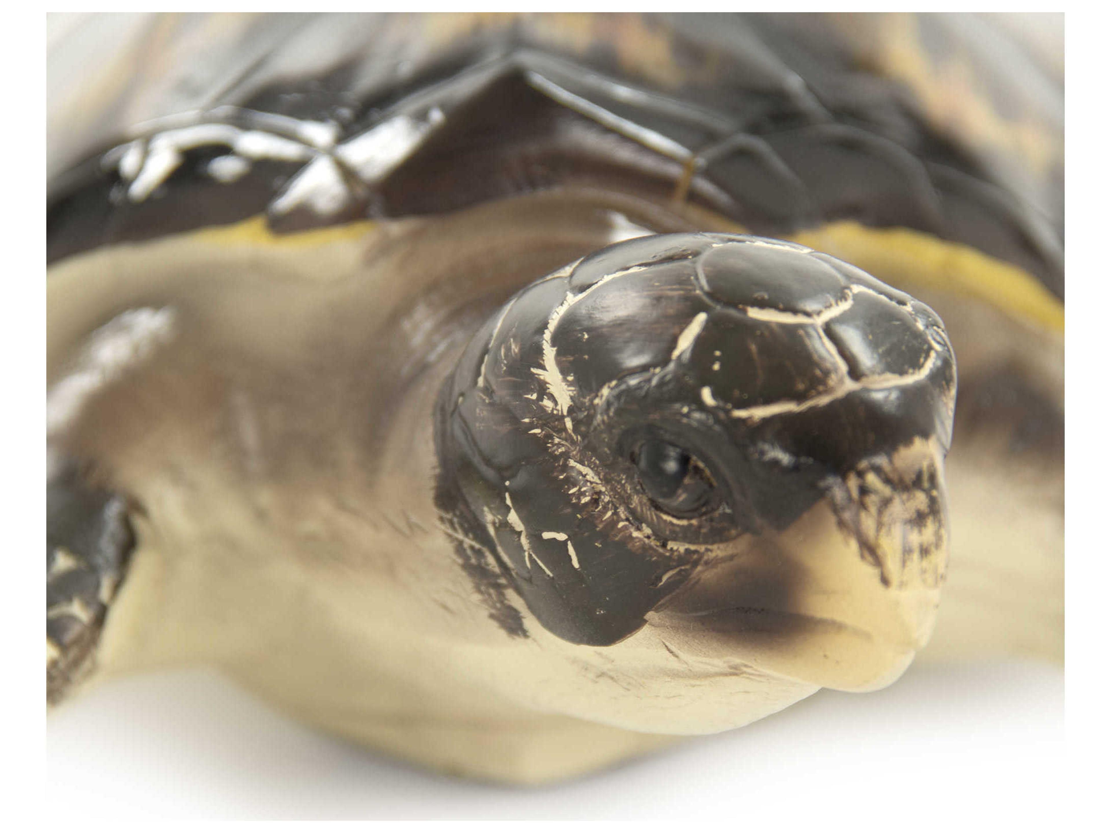 Zentique Black / Cream Sea 15" Turtle Sculpture