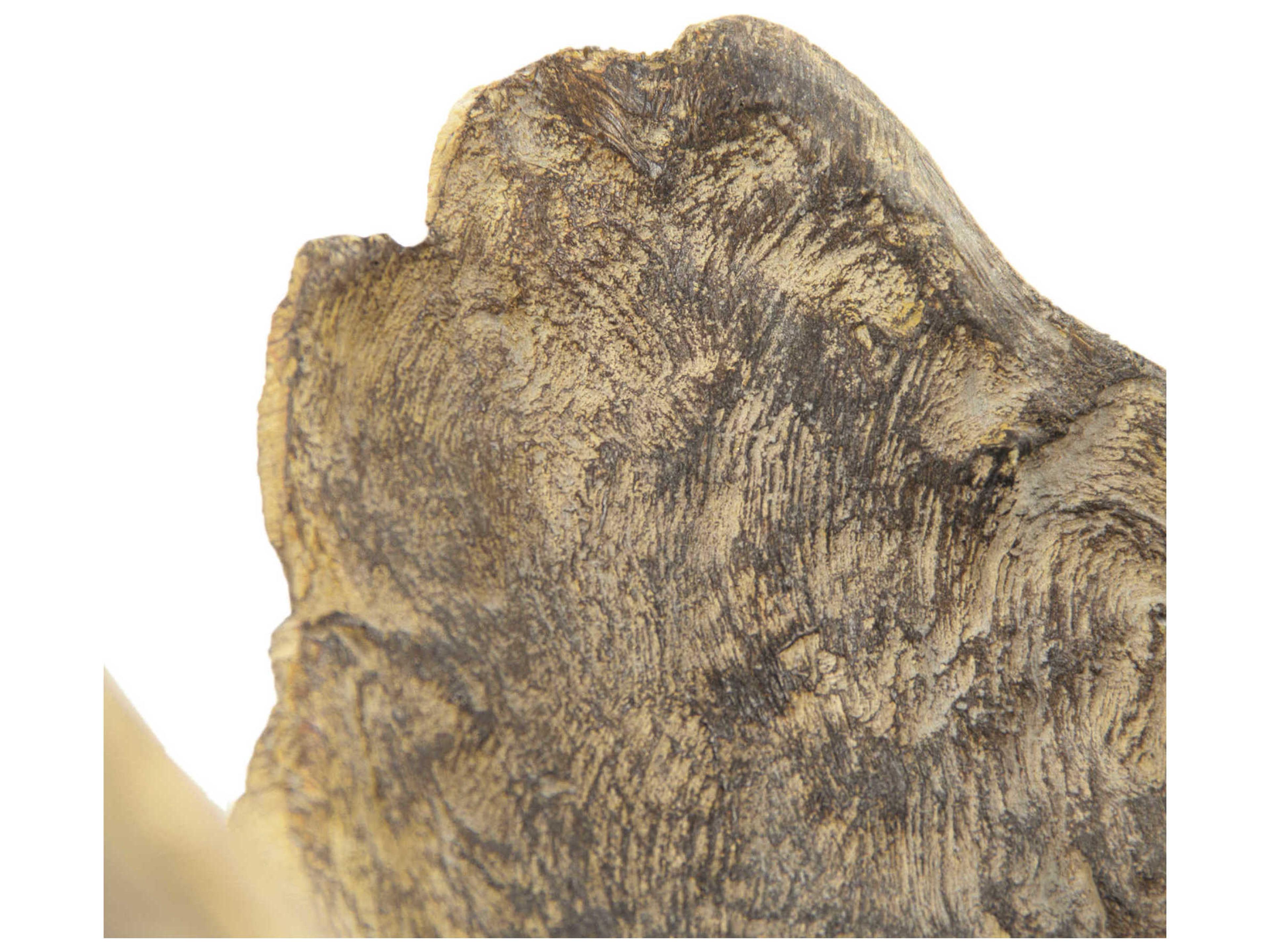 Zentique Distressed Brown 10" High Wooden Sculpture