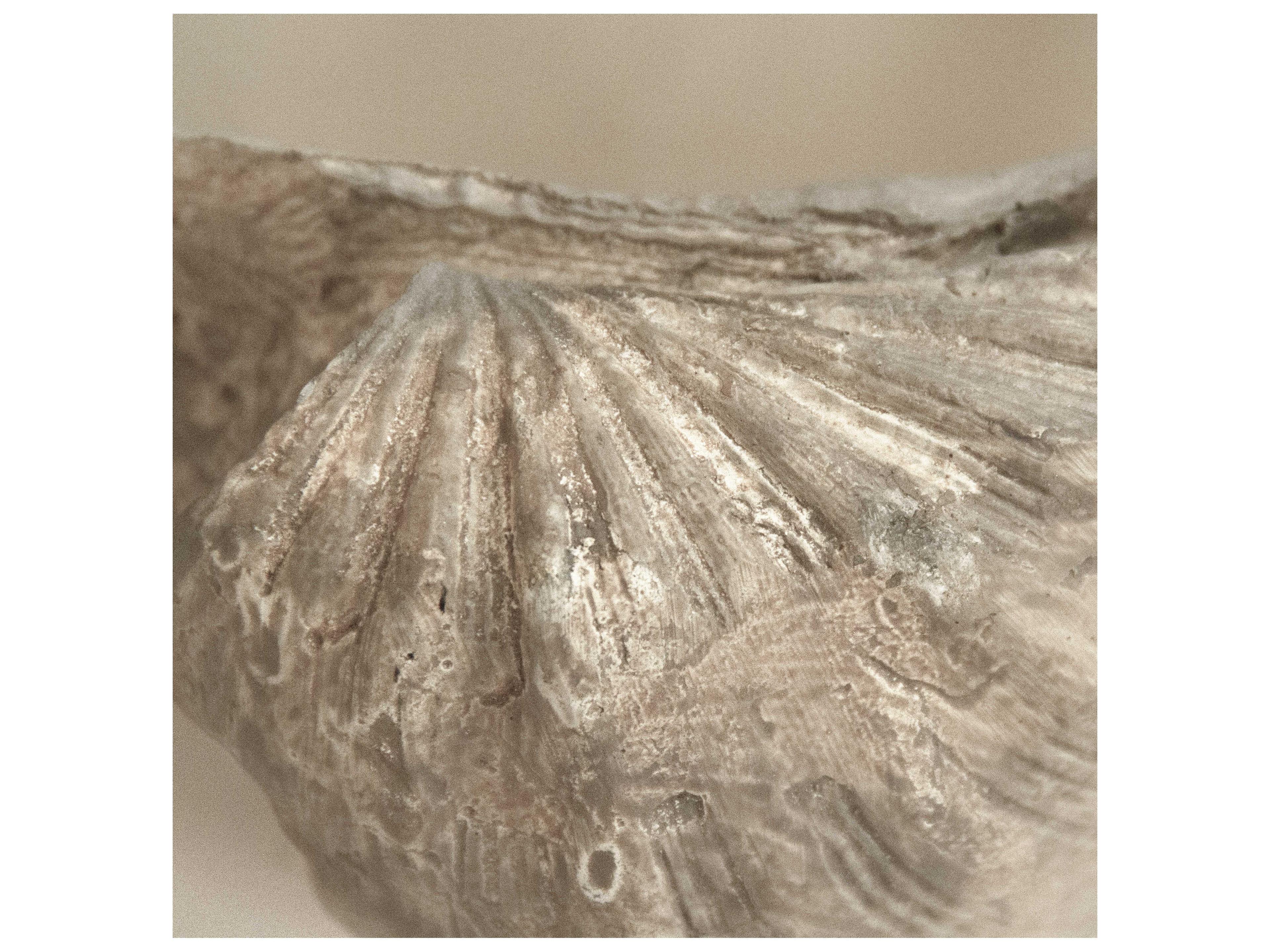 Zentique Off-White / Taupe Tridacna Half Shell Decorative Bowl