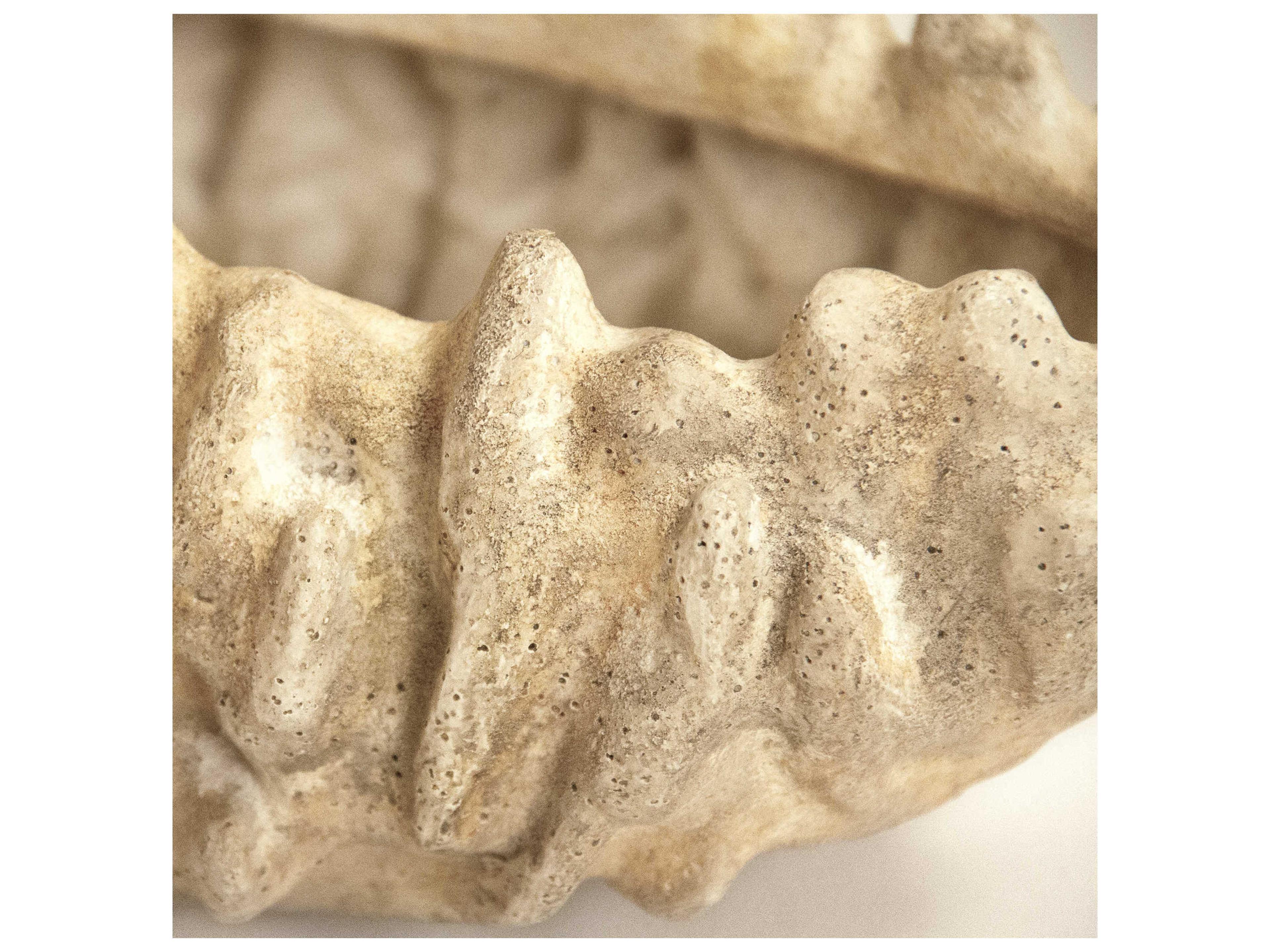 Zentique Distressed Beige Coral Shell Decorative Bowl