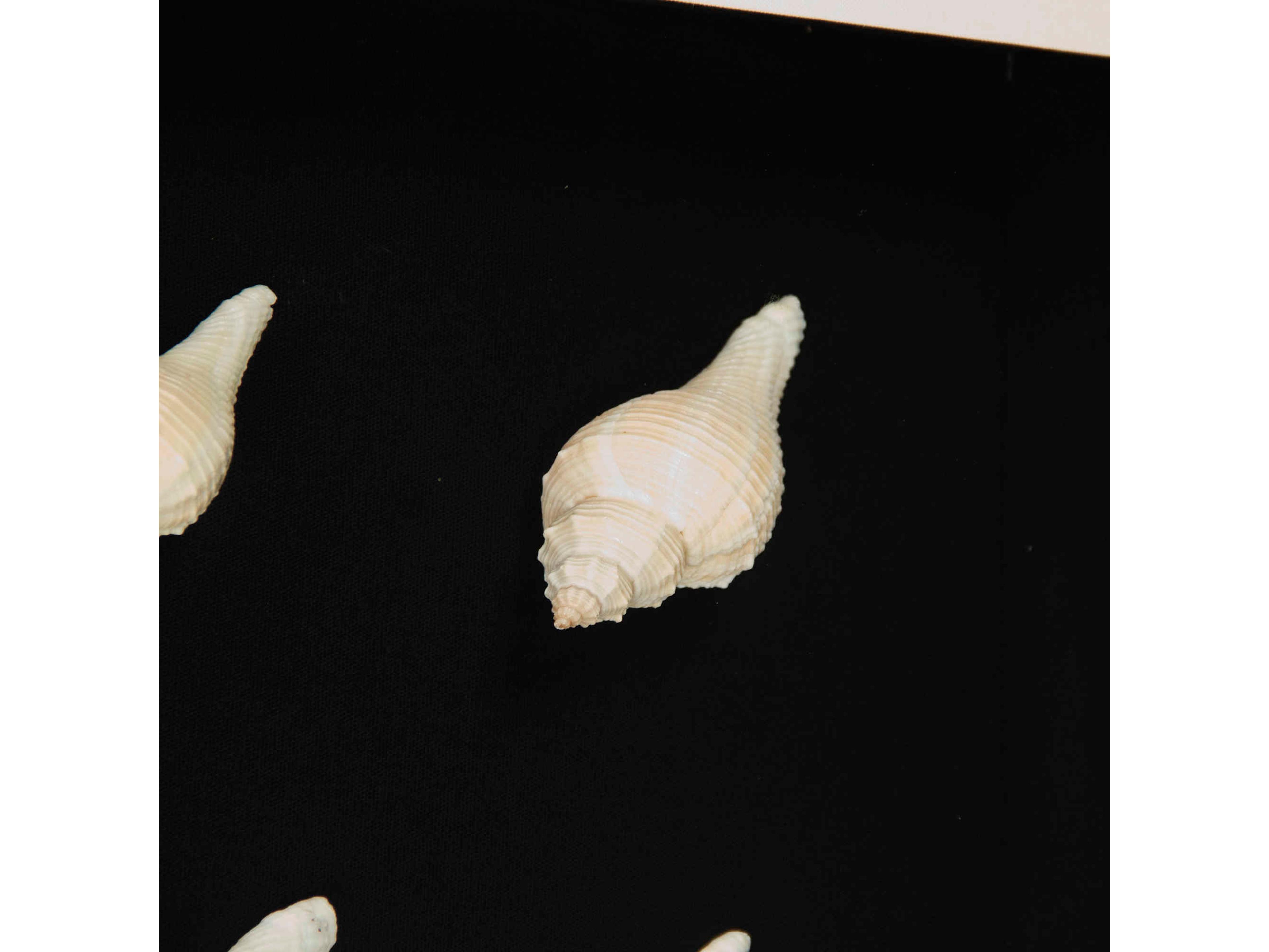 Zentique Shadow boxes