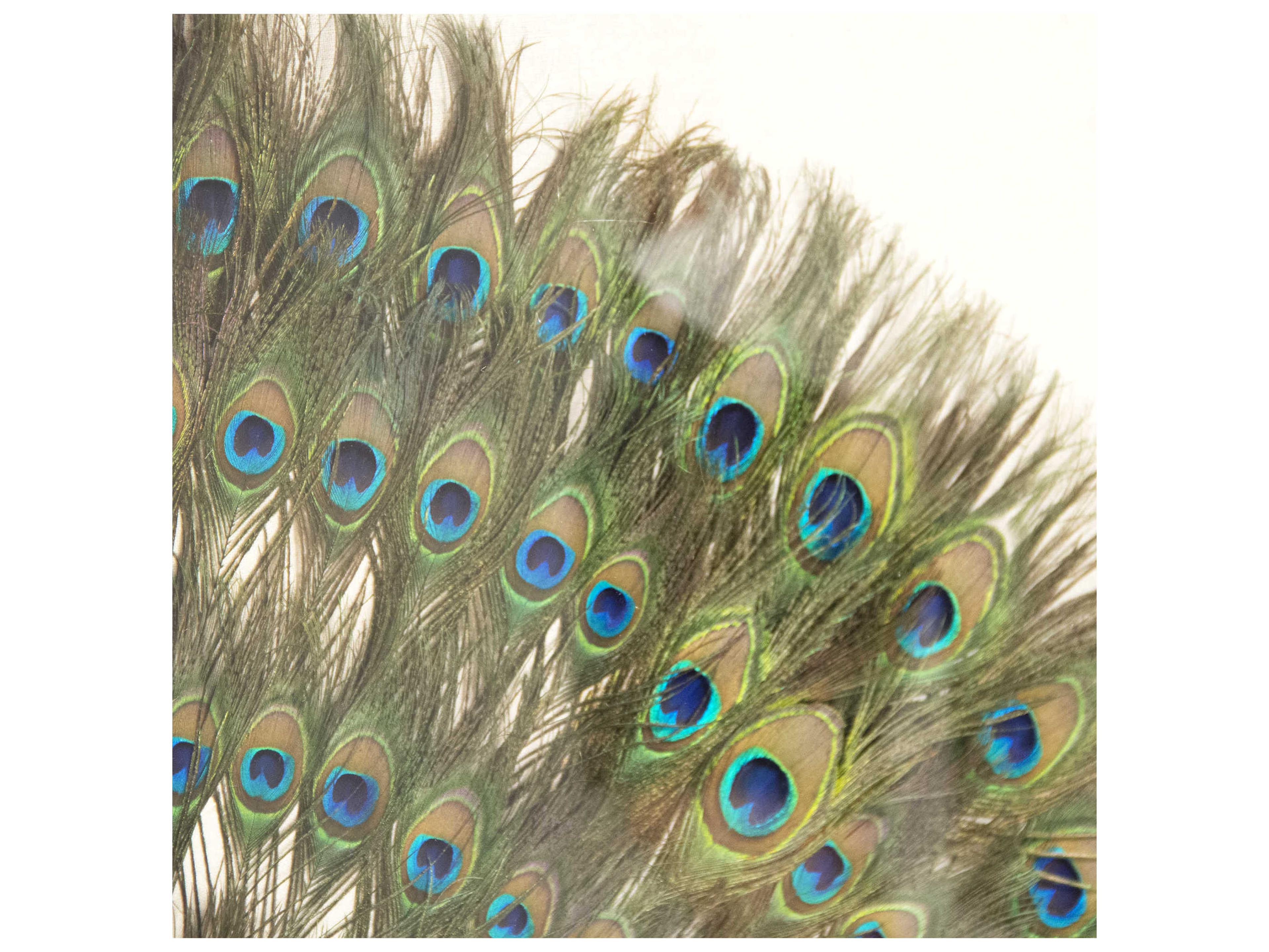 Zentique Circle Peacock Feathers Shadow Box