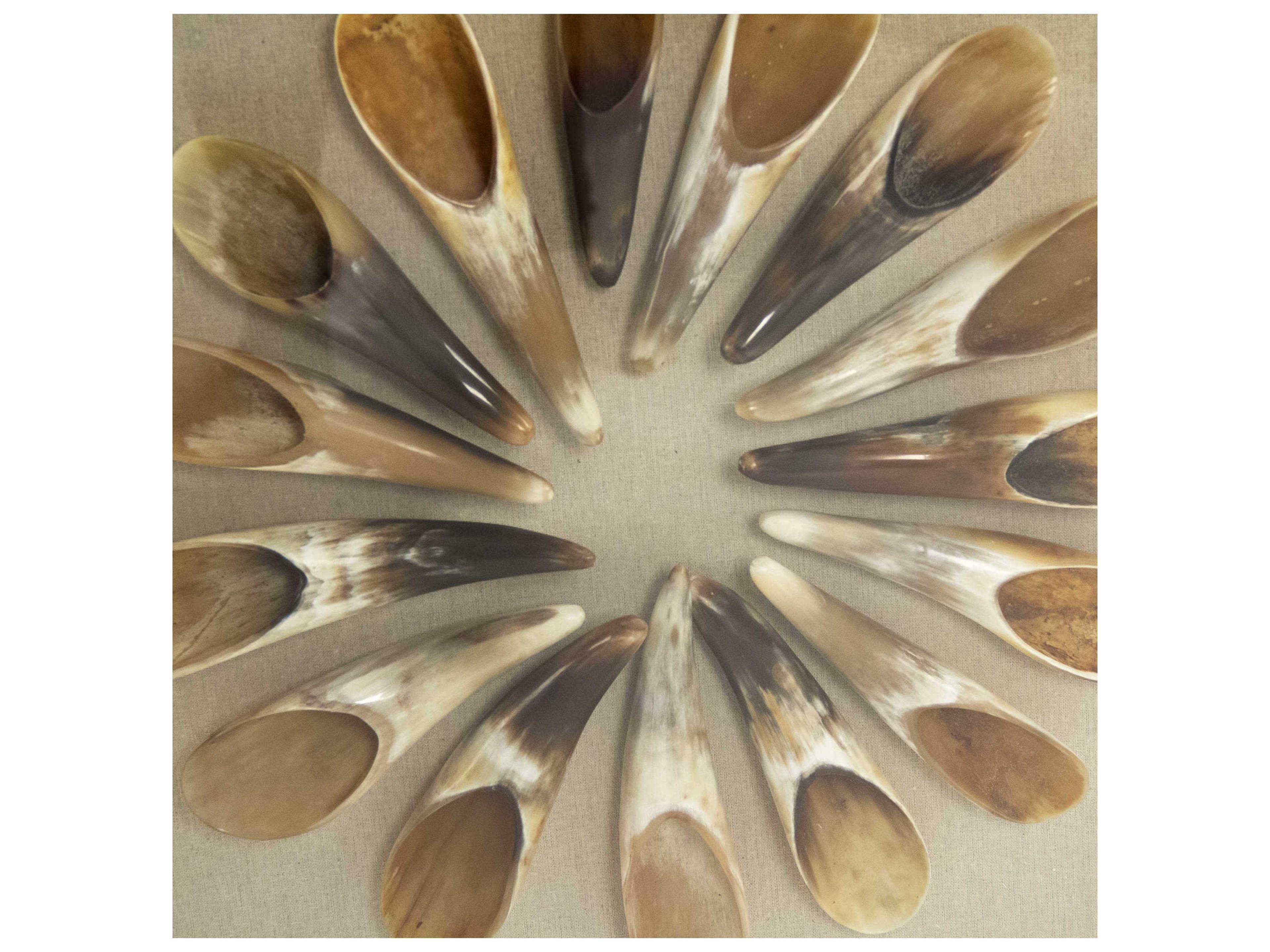 Zentique Ox Horn Shadow Box