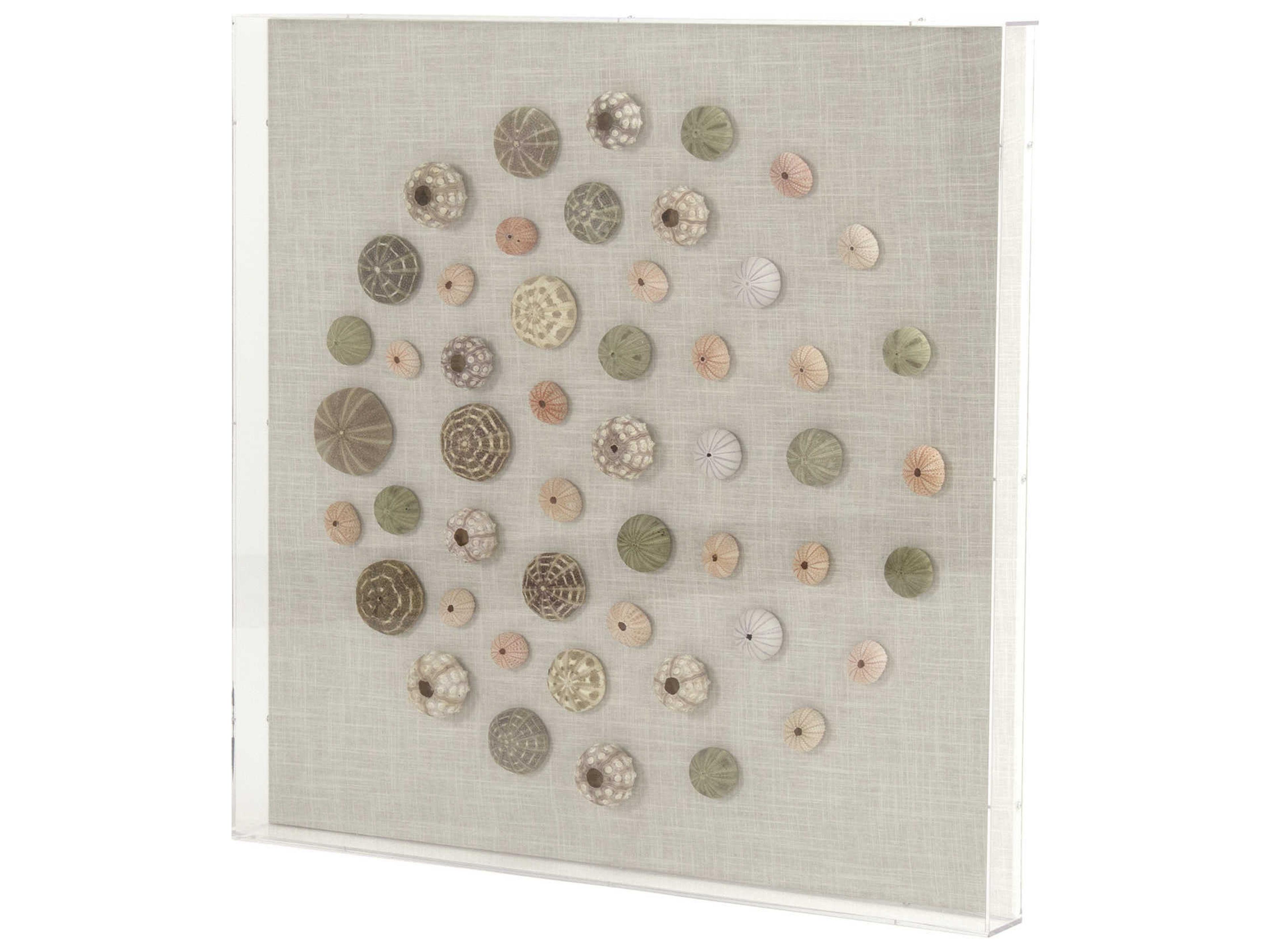 Zentique Gradient Circle Assorted Shells Shadow Box
