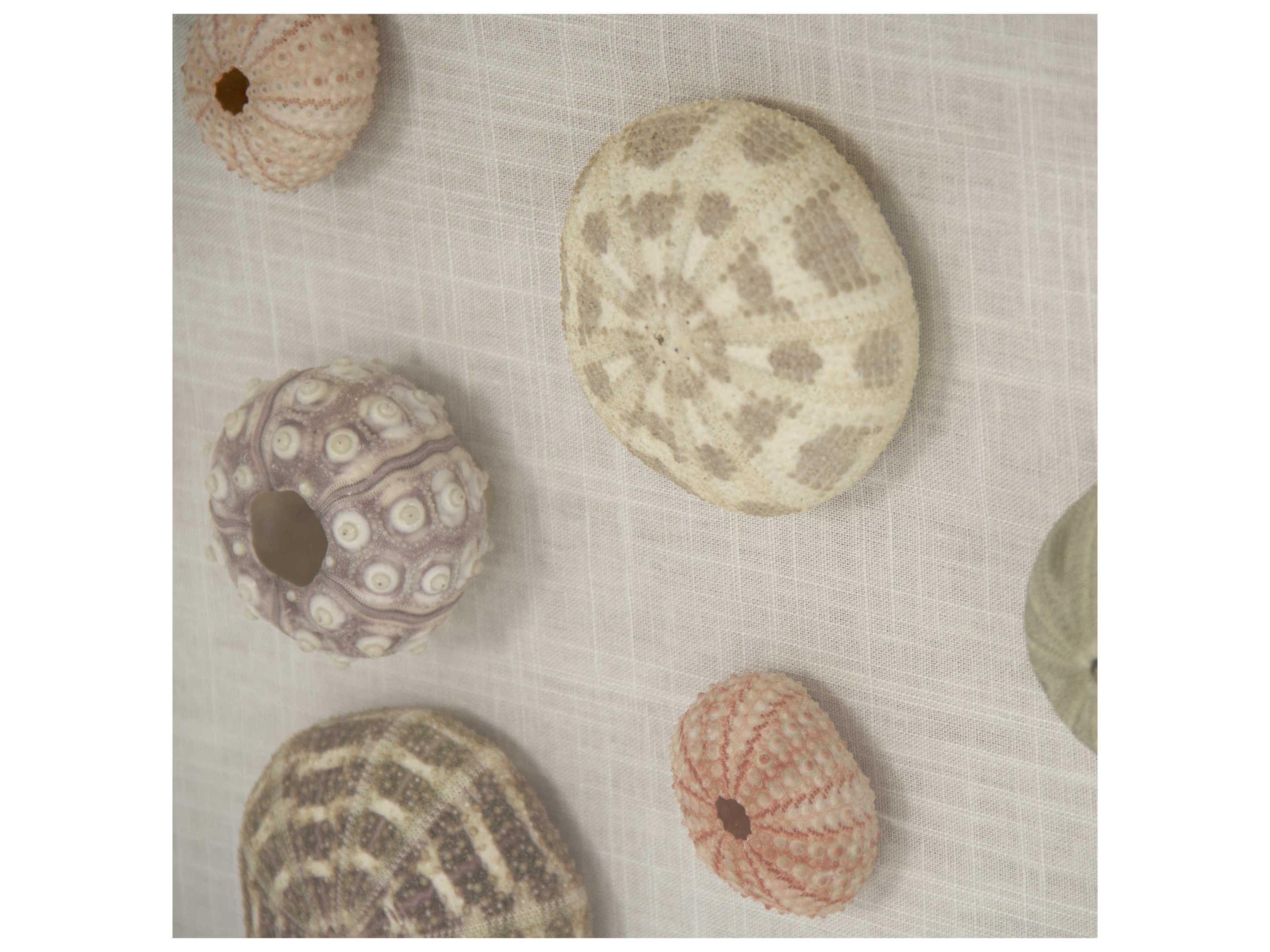 Zentique Gradient Circle Assorted Shells Shadow Box