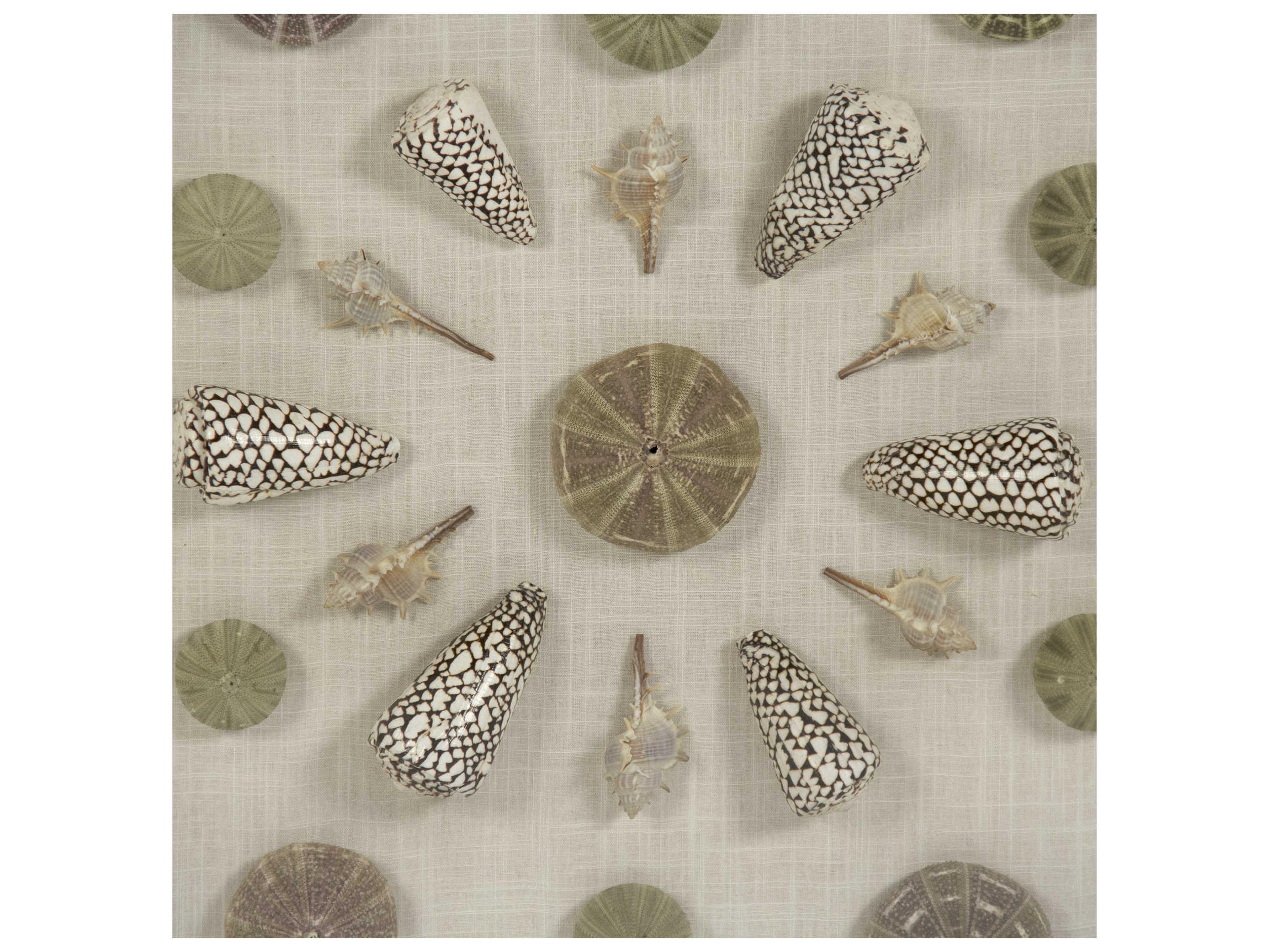 Zentique Assorted Shells Shadow Box