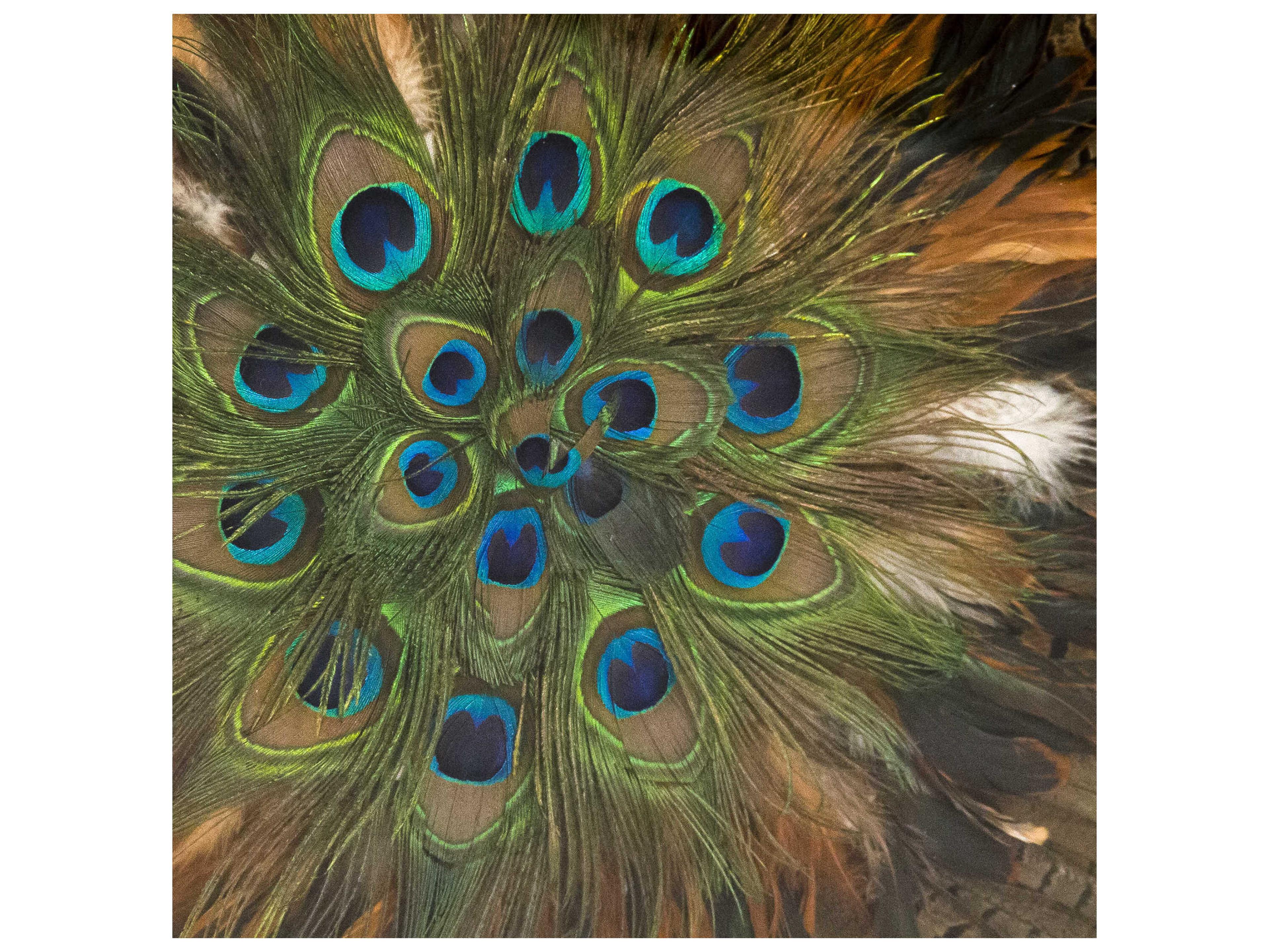 Zentique Abstract Feather Shadow Box