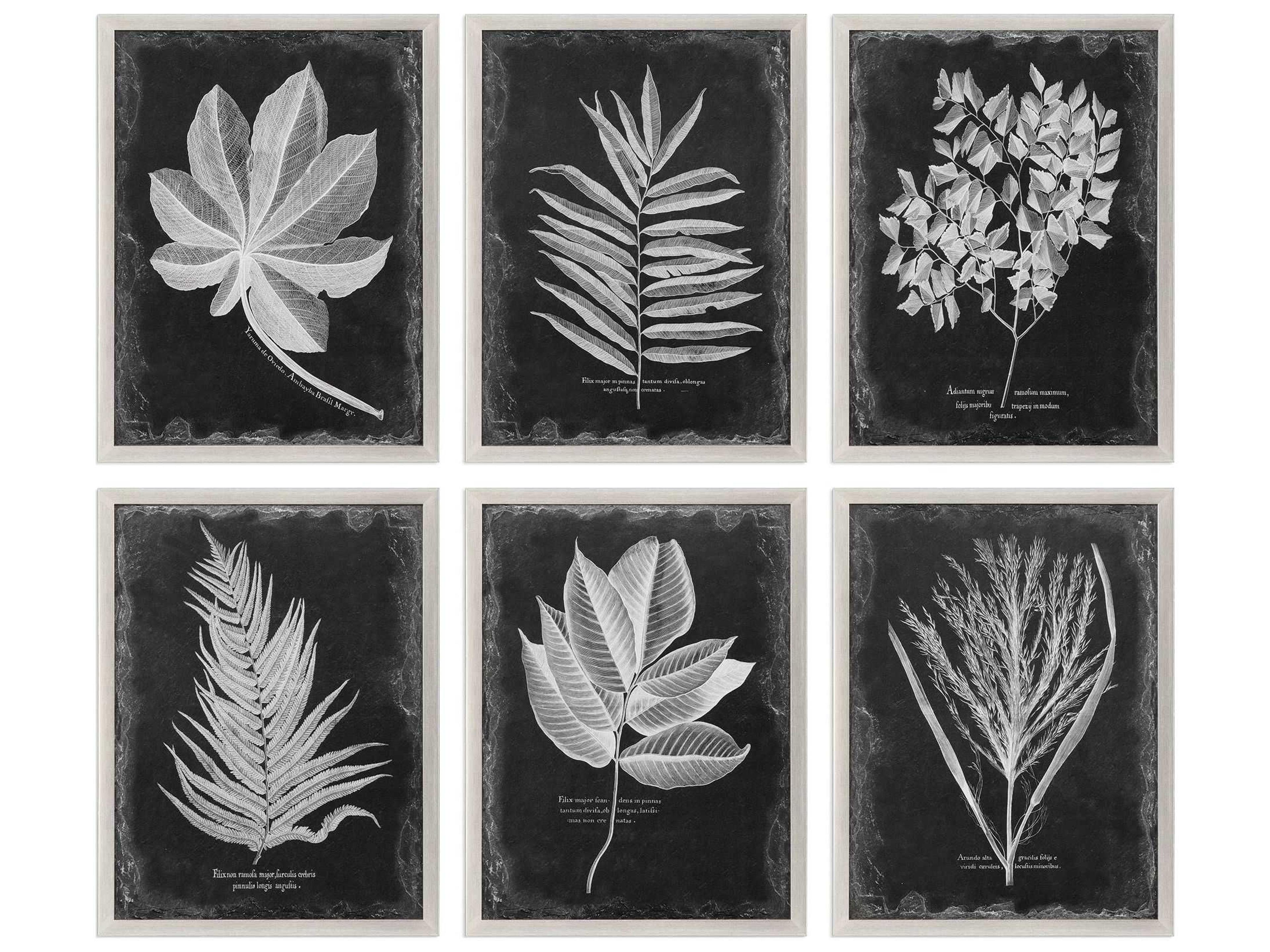 Uttermost Foliage Framed Prints Set of 6