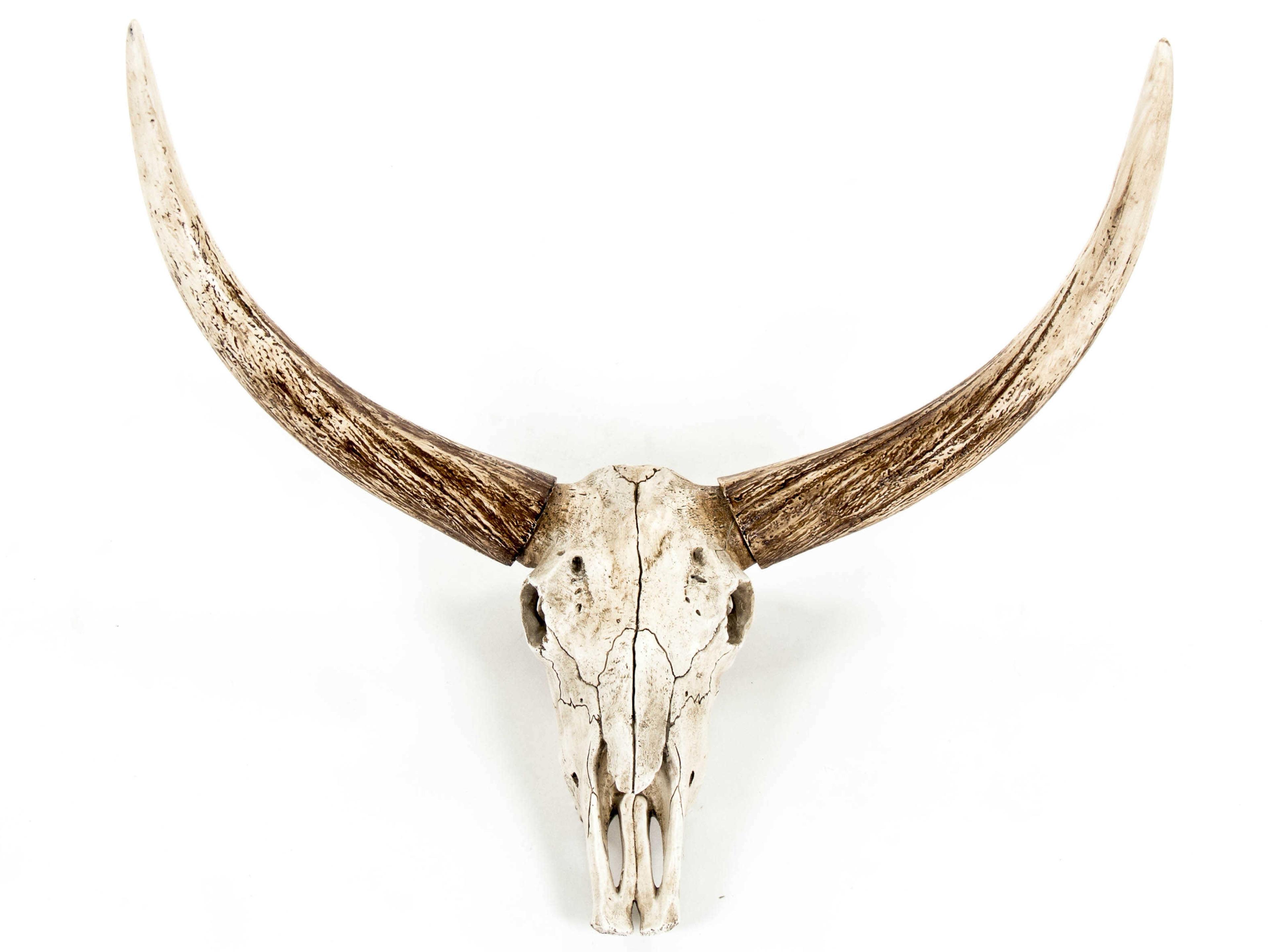 Zentique Distressed White / Brown Bull Skull 3D Wall Art