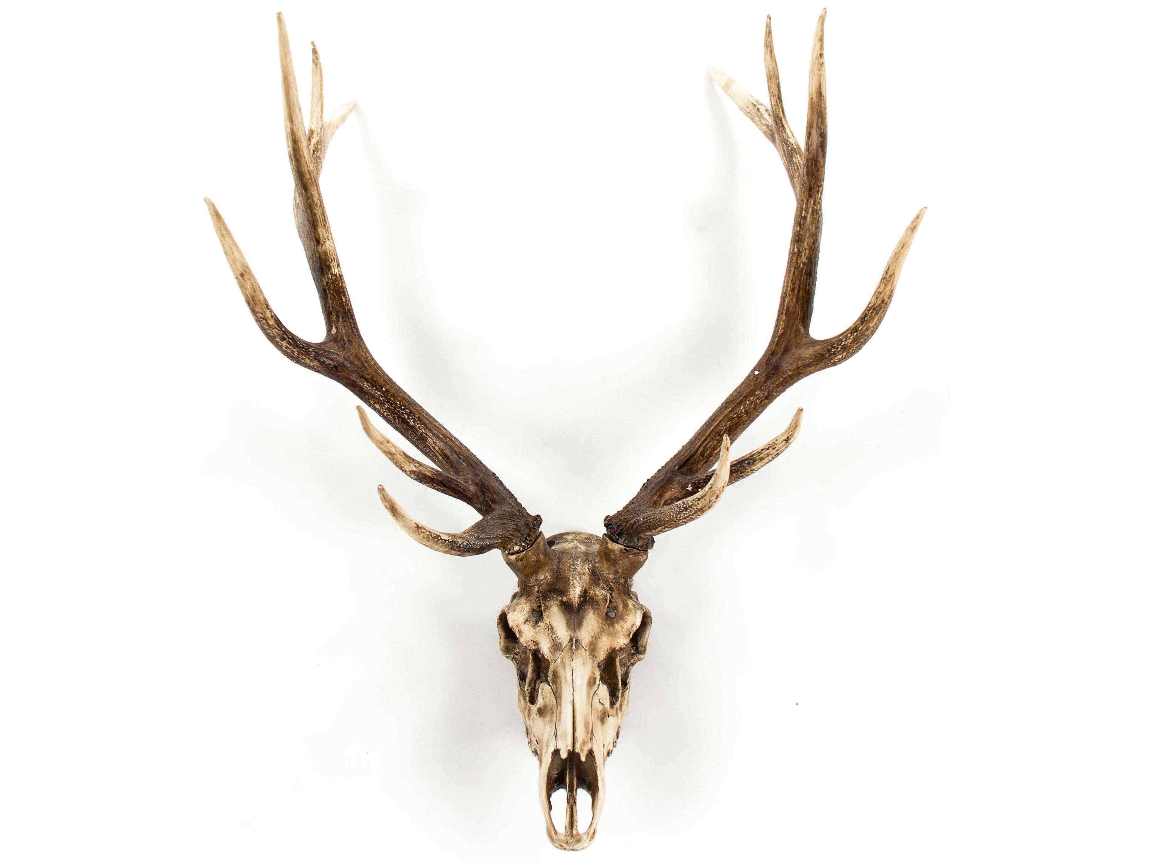 Zentique Weathered / Distressed Brown Deer Skull 3D Wall Art
