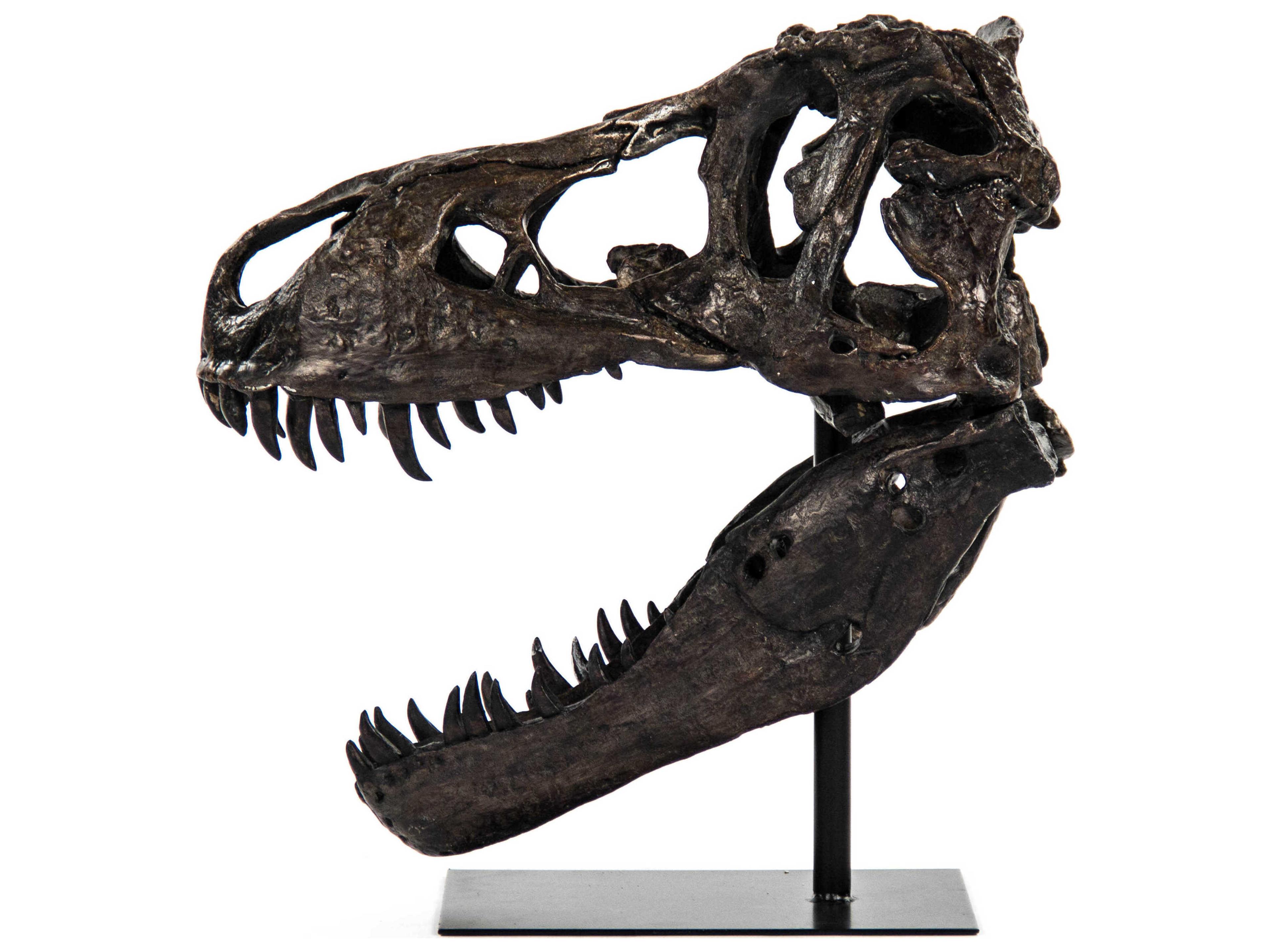 Antique Brown / Black Dinosaur Skull Sculpture