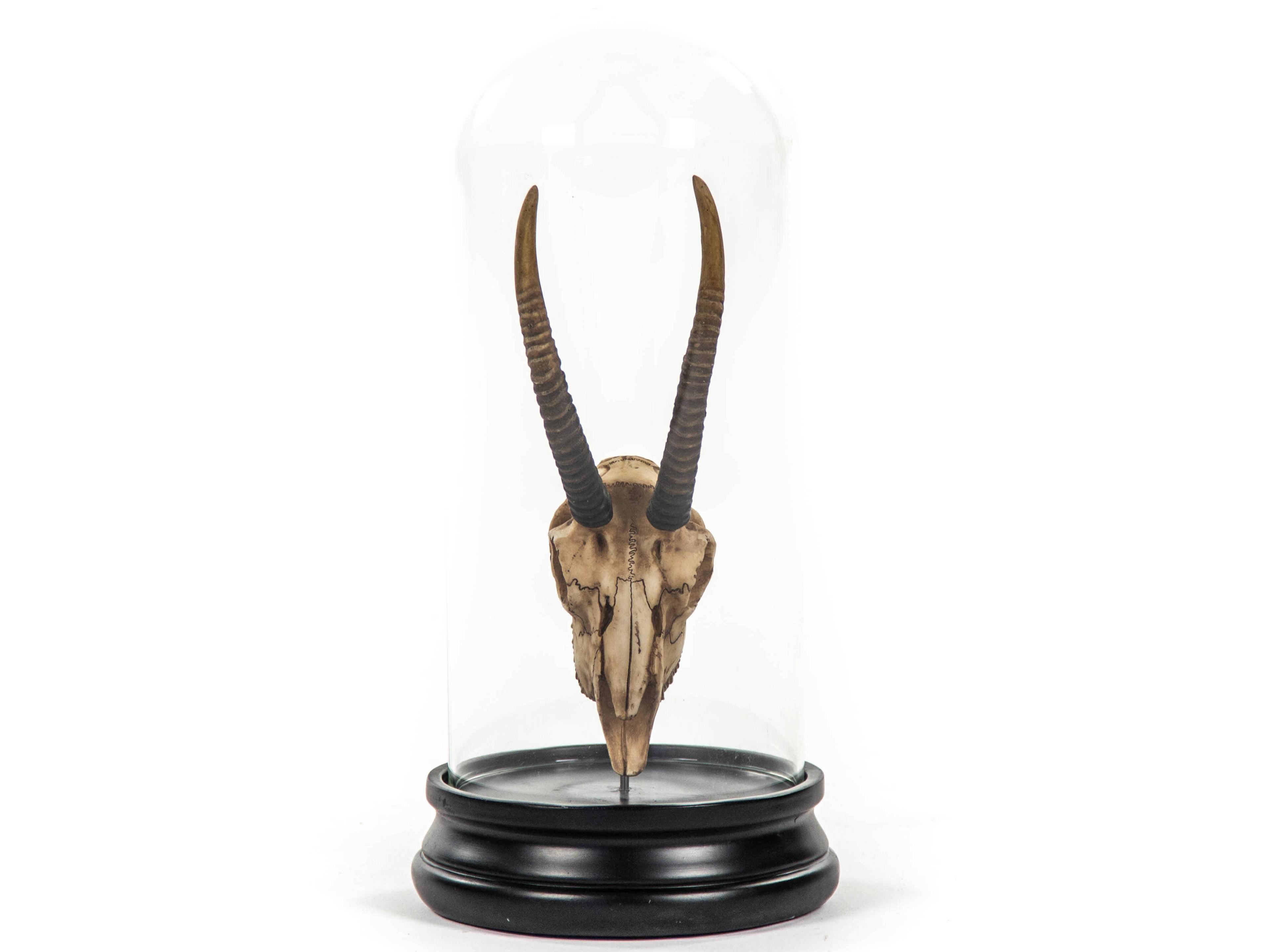 Zentique Antique Off-White / Black Gazelle Skull Sculpture