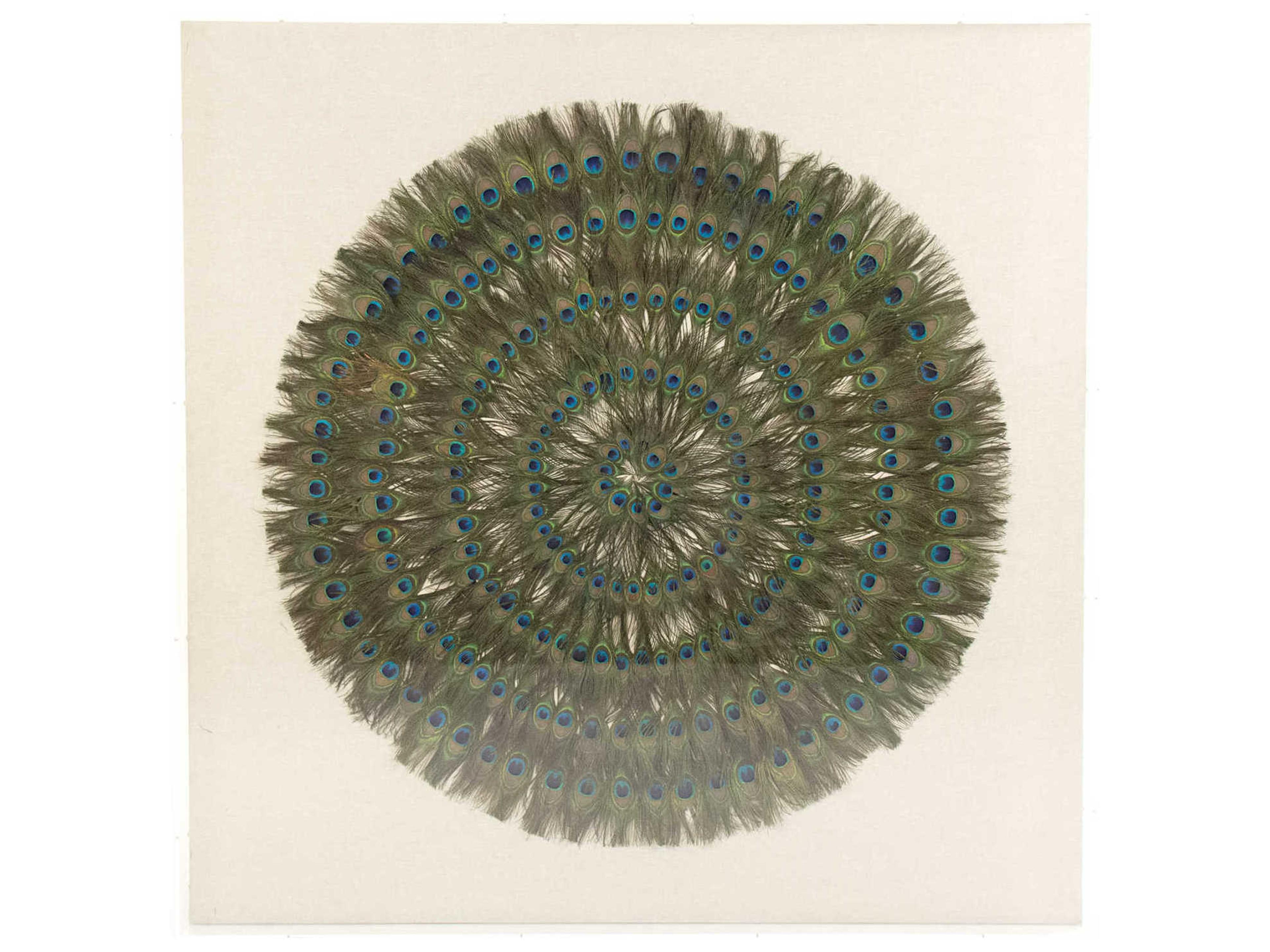 Zentique Circle Peacock Feathers Shadow Box