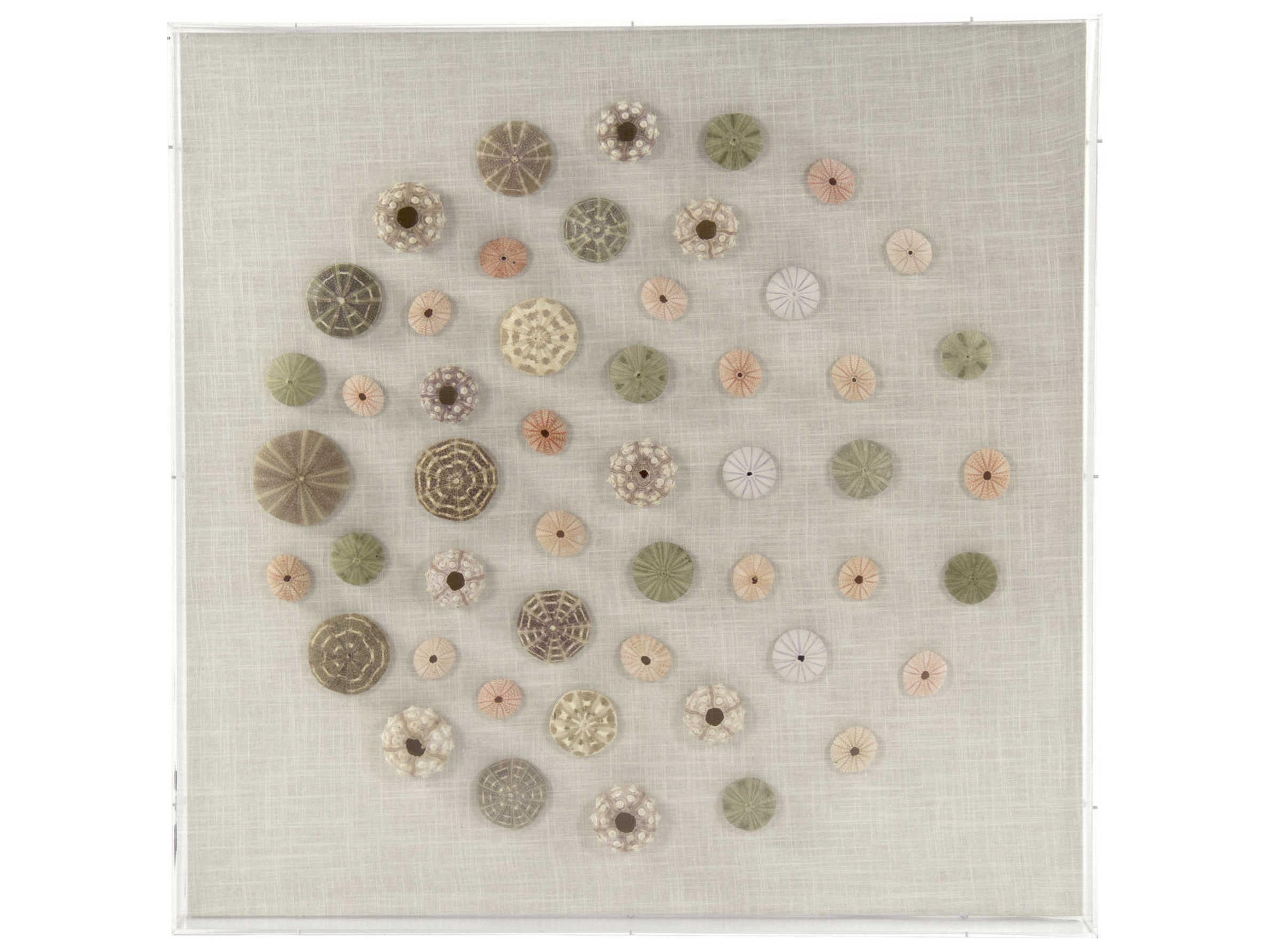 Zentique Gradient Circle Assorted Shells Shadow Box